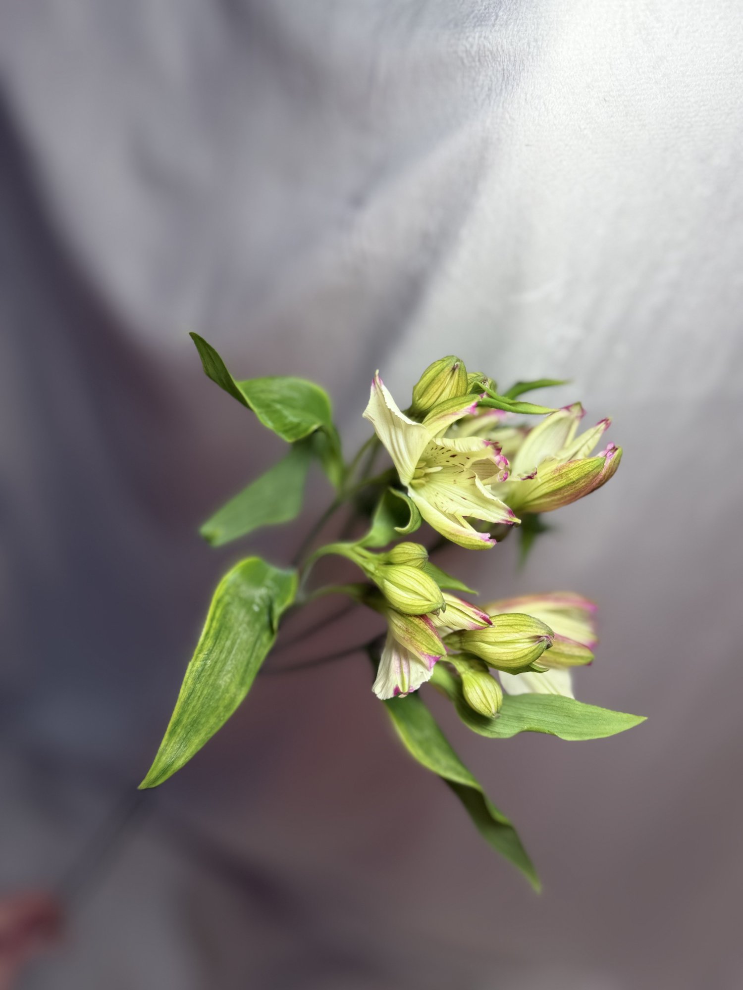 Alstro Charme Lilea(alstromenia Roz)