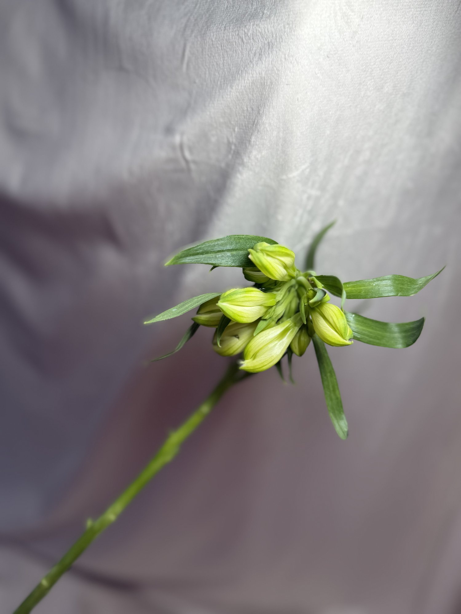 Alstro Annabelle(alstromenia alba)