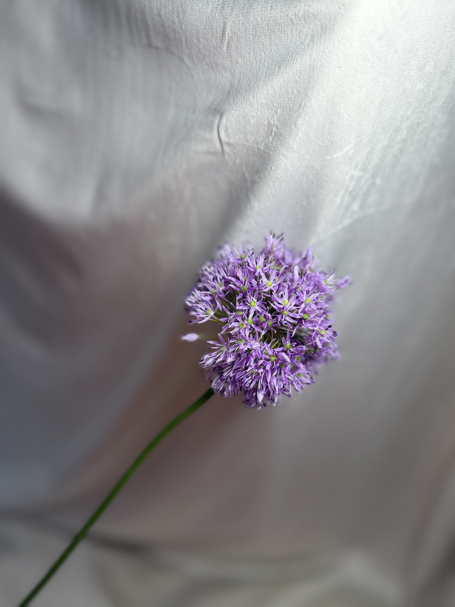 Lilac mov(Allium Gladiator)