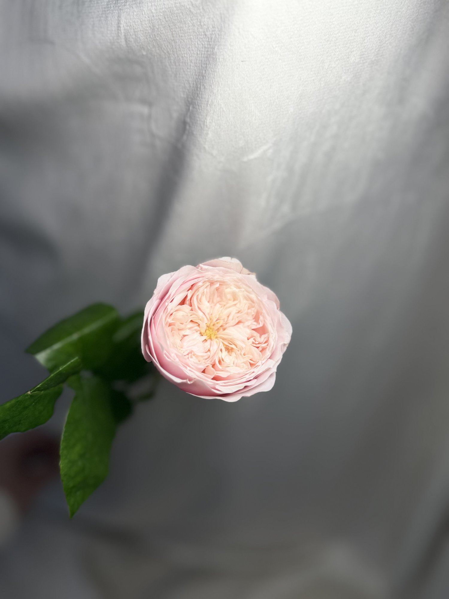 Rosa Gr Gar Northange Abbey(Rosa garden Roz)