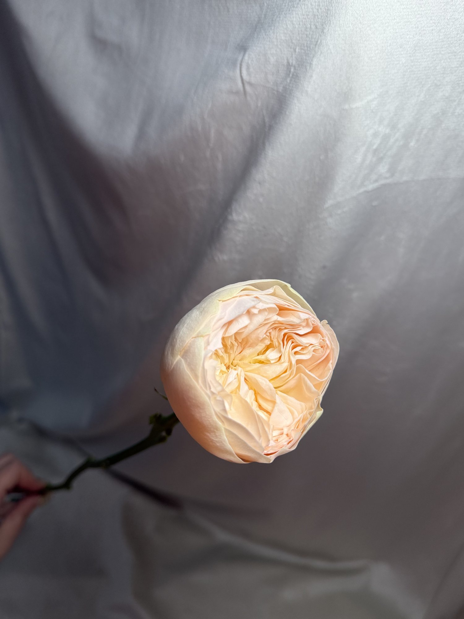 Rosa Gr Gar Pinky Pie!((Rosa garden alb)