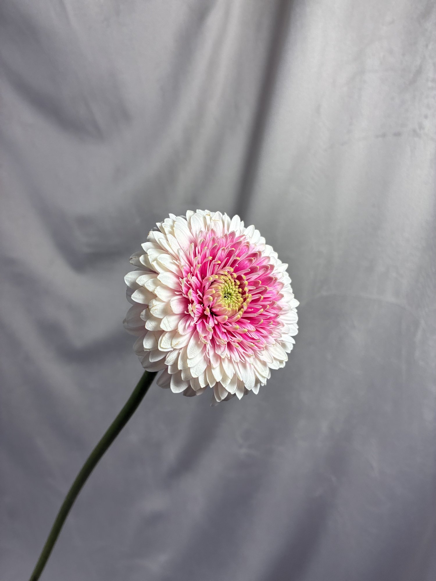 Gerbera roz