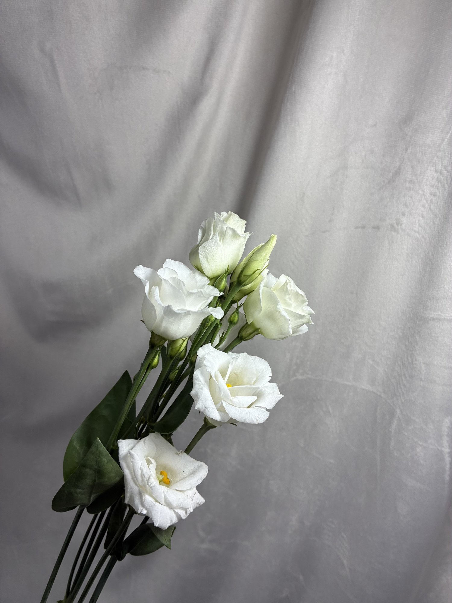 Eustoma alba