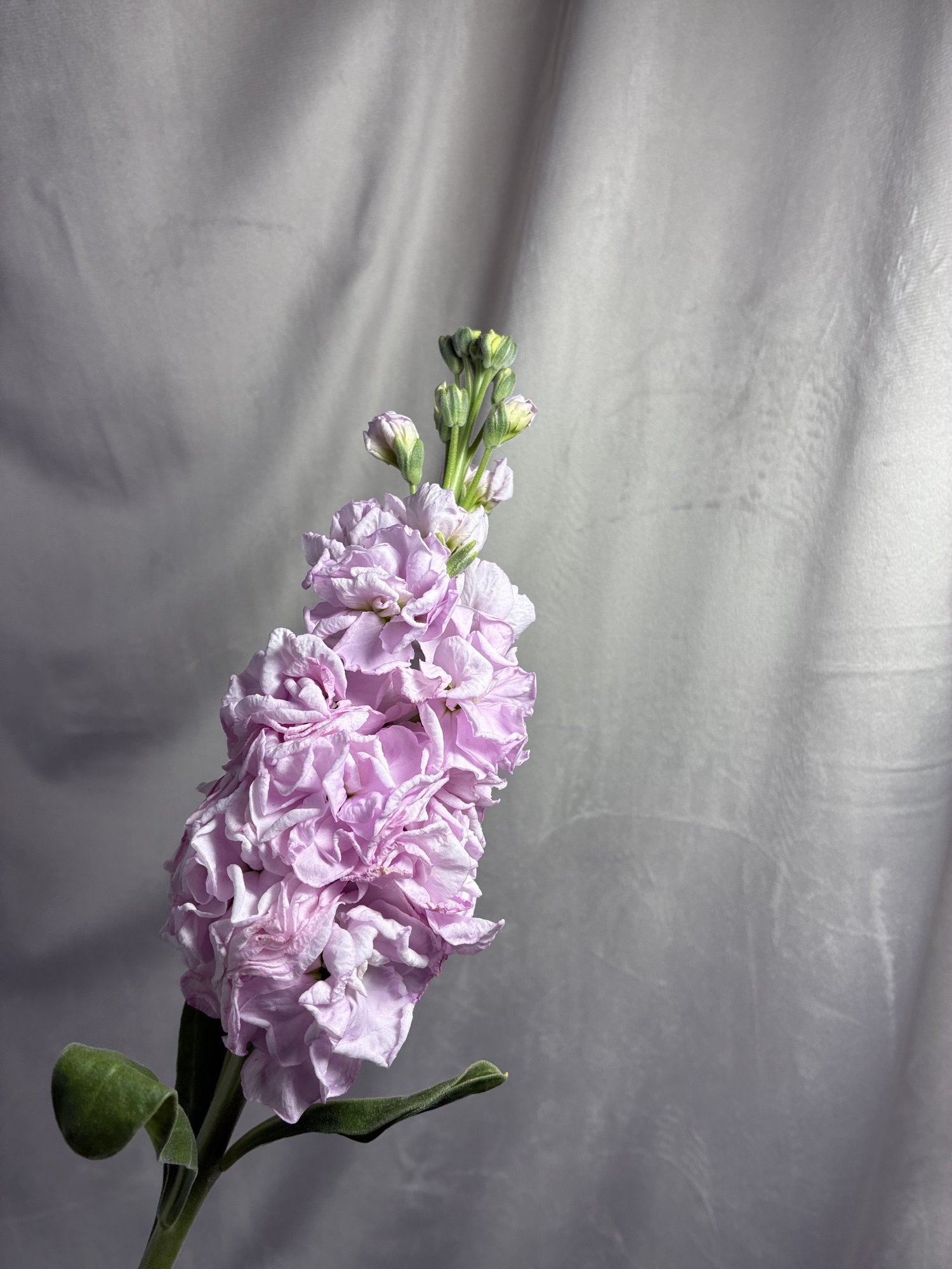 Matthiola
