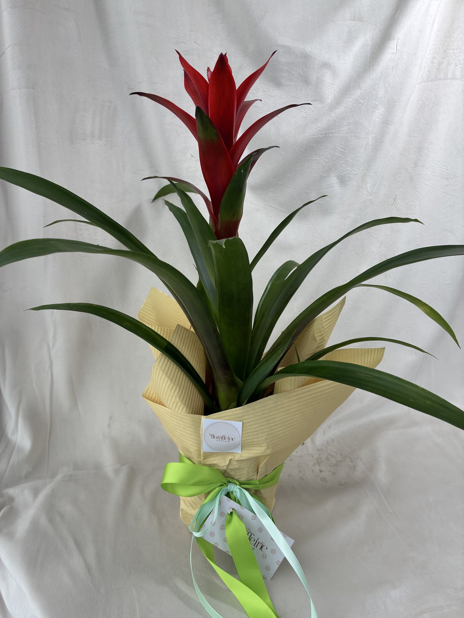 Guzmania Scarlet – Plantă tropicală decorativă cu accente exotice