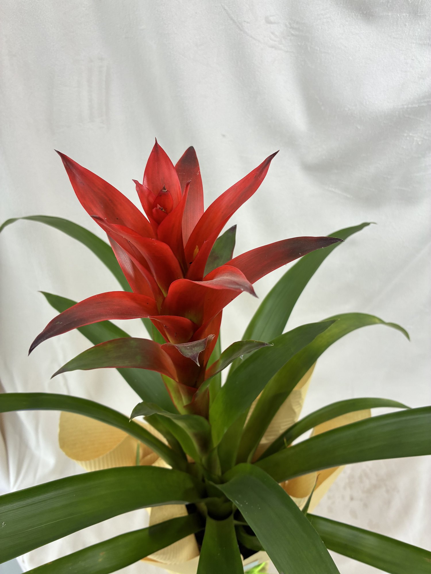 Guzmania Scarlet – Plantă tropicală decorativă cu accente exotice - imagine 2