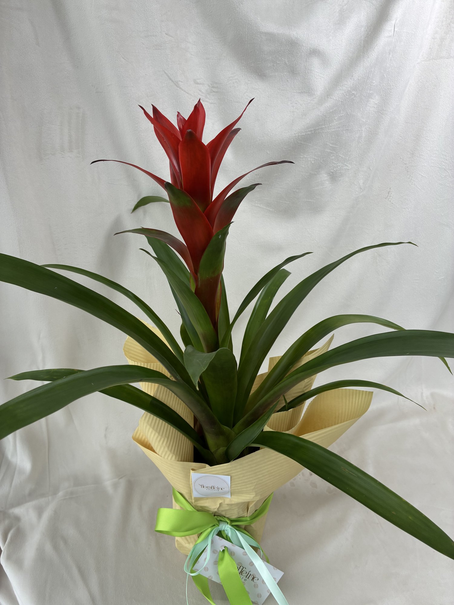 Guzmania Scarlet – Plantă tropicală decorativă cu accente exotice - imagine 3
