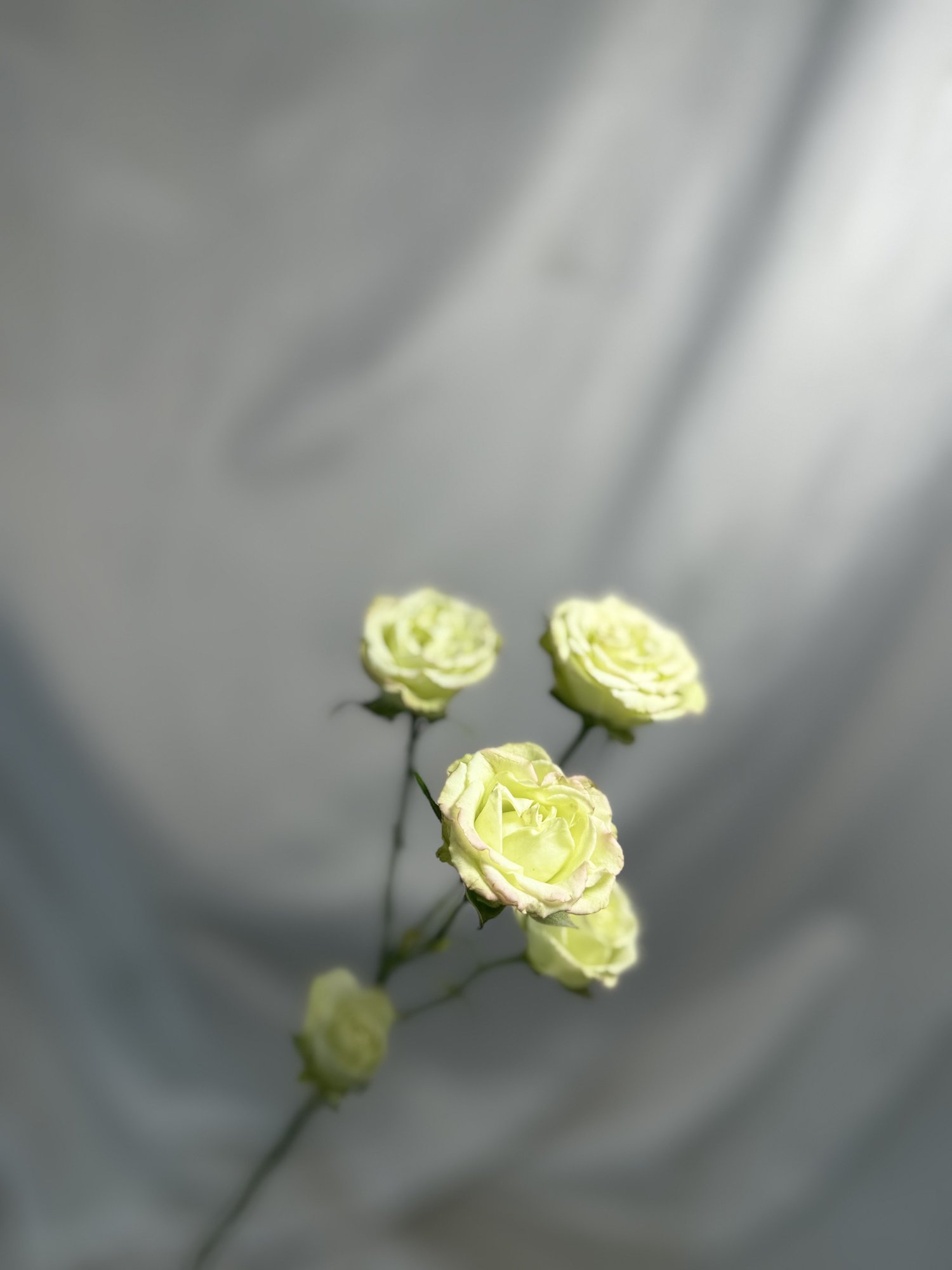 Rosa Tr Limousine(mineroza alba)
