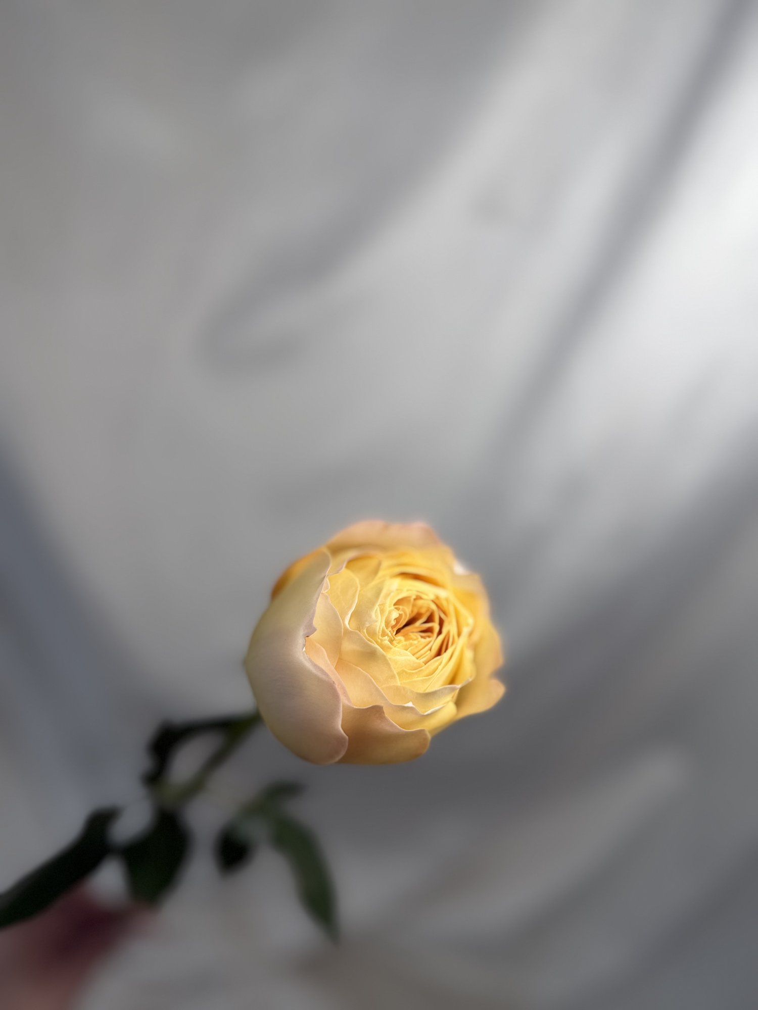 Rosa Gr Gar Caramel Antique(trandafir caramel)