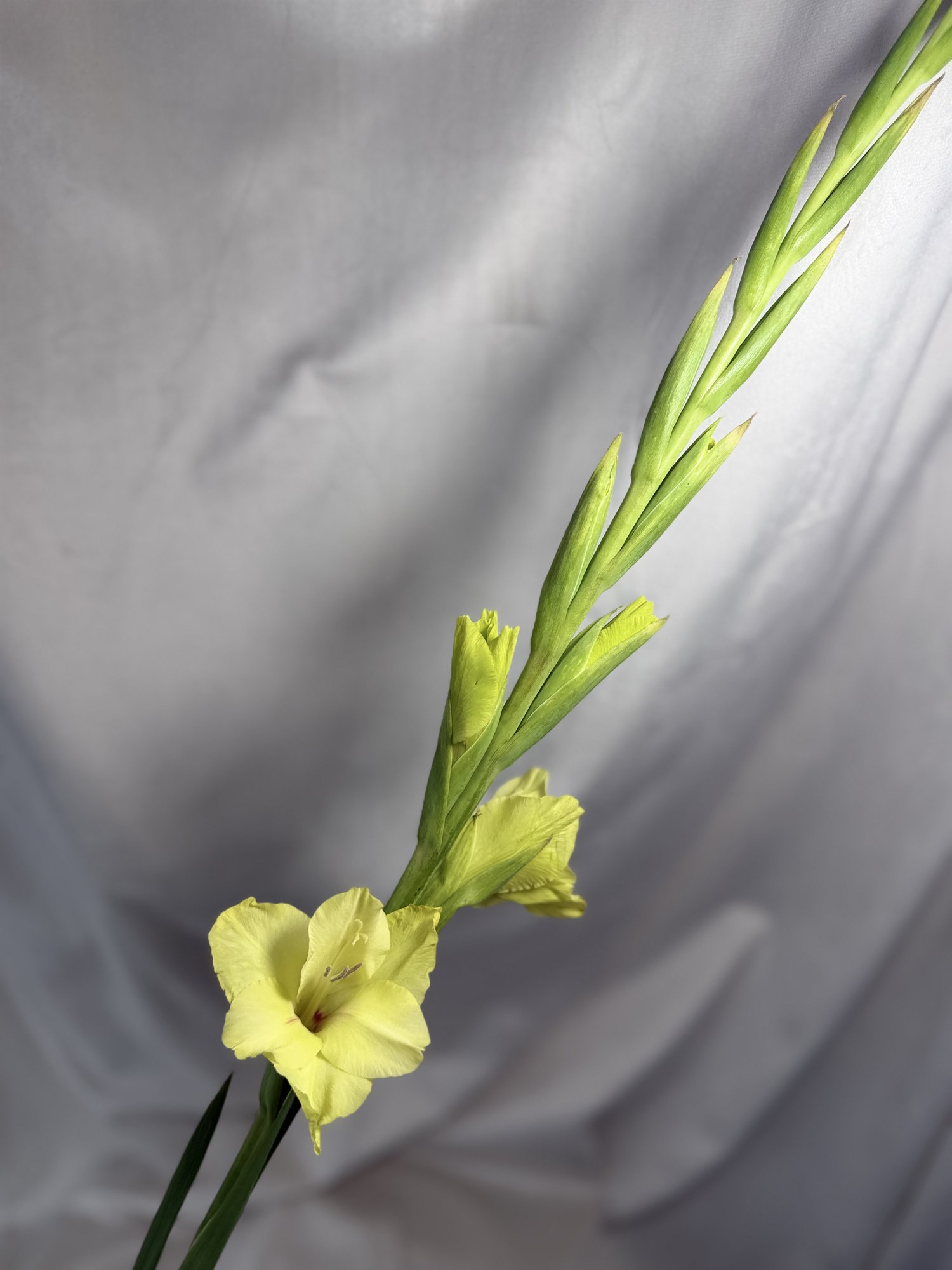 Gladiolus Gr Prima Verde Green(gladiola)
