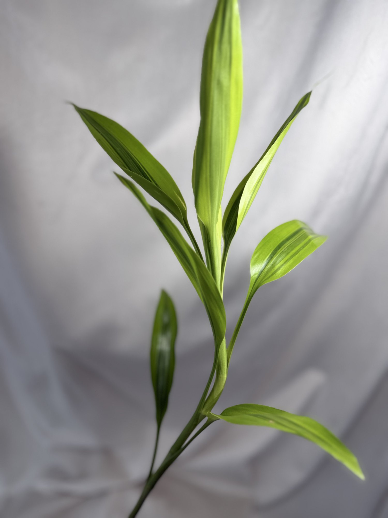 Dracaena Sanderiana Gold Top