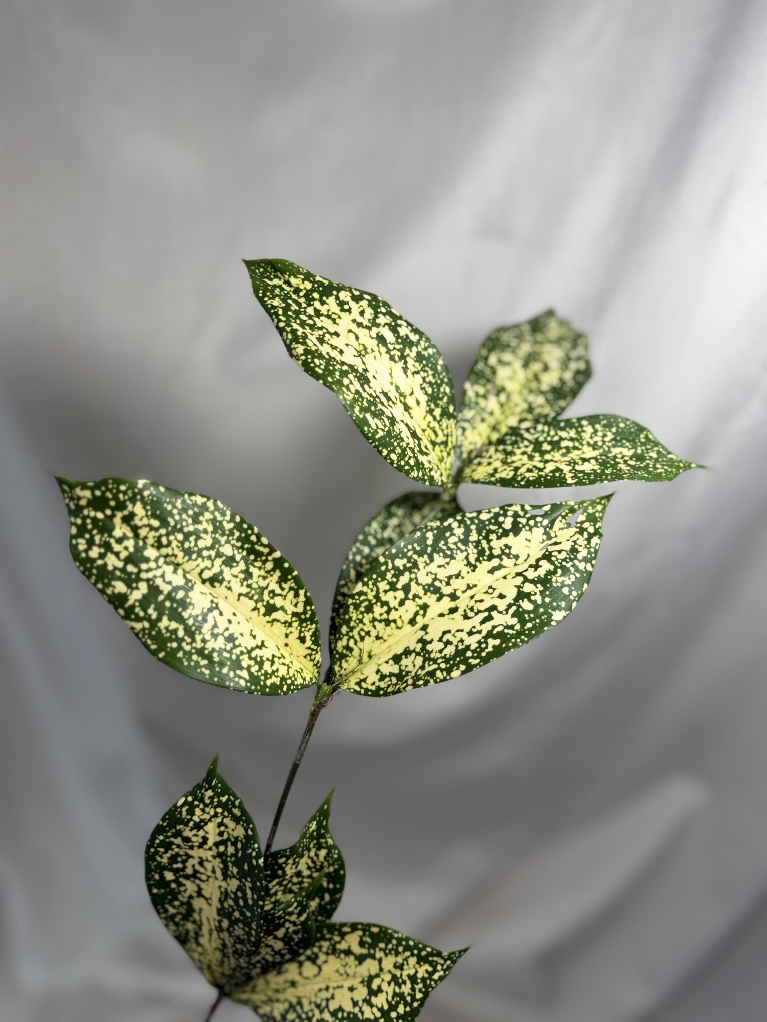 Dracaena Florida Beauty