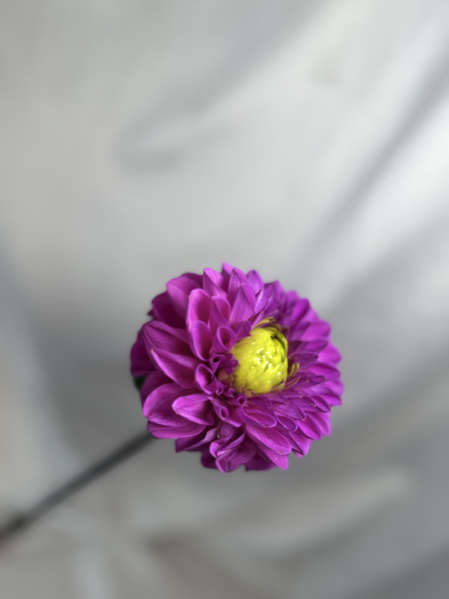 Dahlia Purple Fox