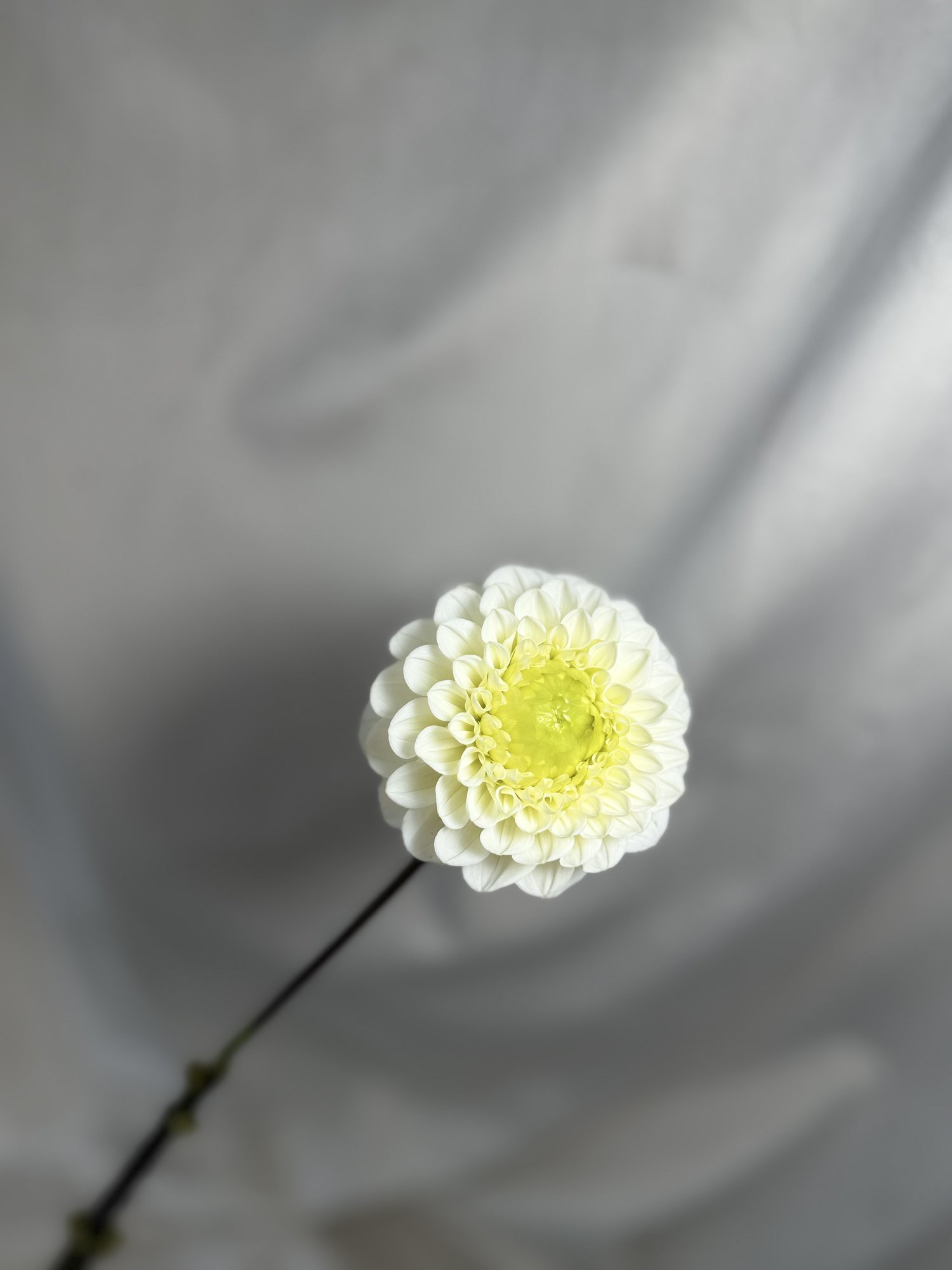 Dahlia Caro