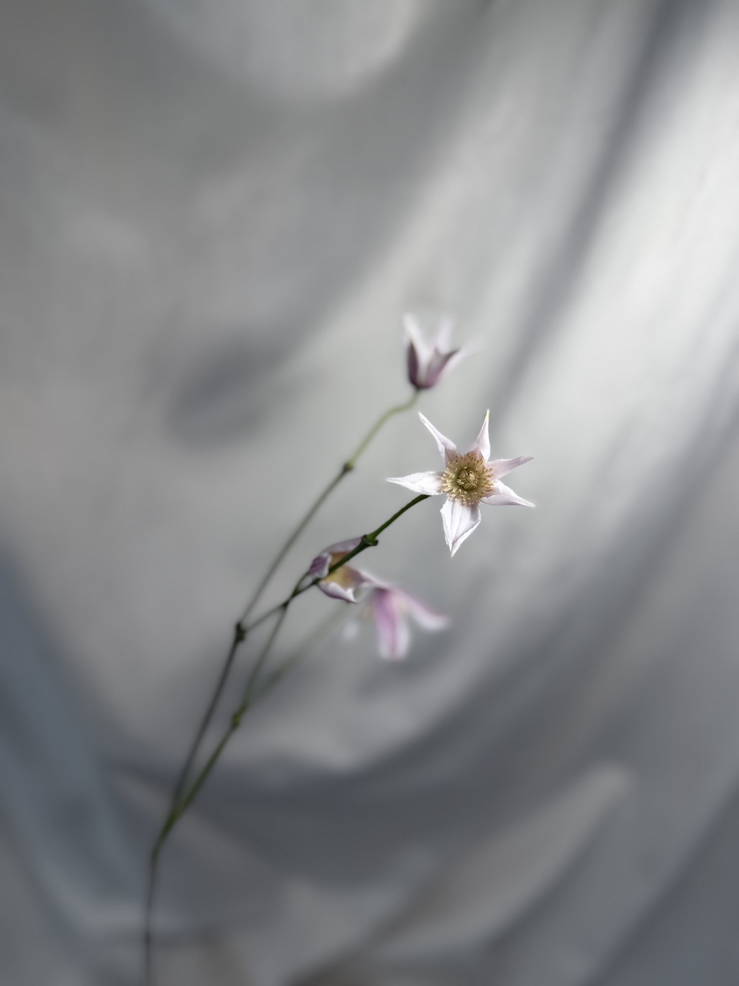 Clematis Amazing Kansas