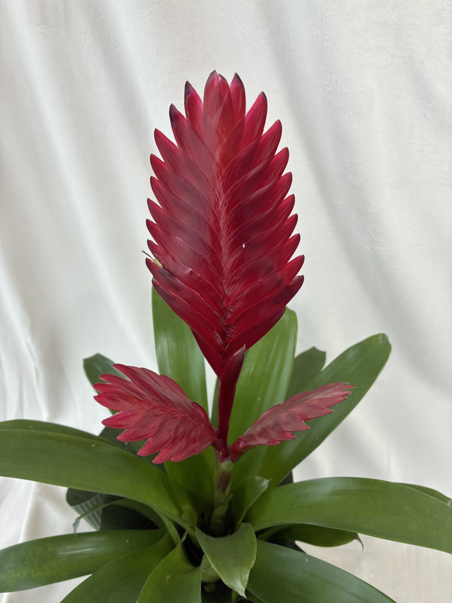 Vriesea Scarlet Flame – Plantă tropicală decorativă cu inflorescență roșie spectaculoasă