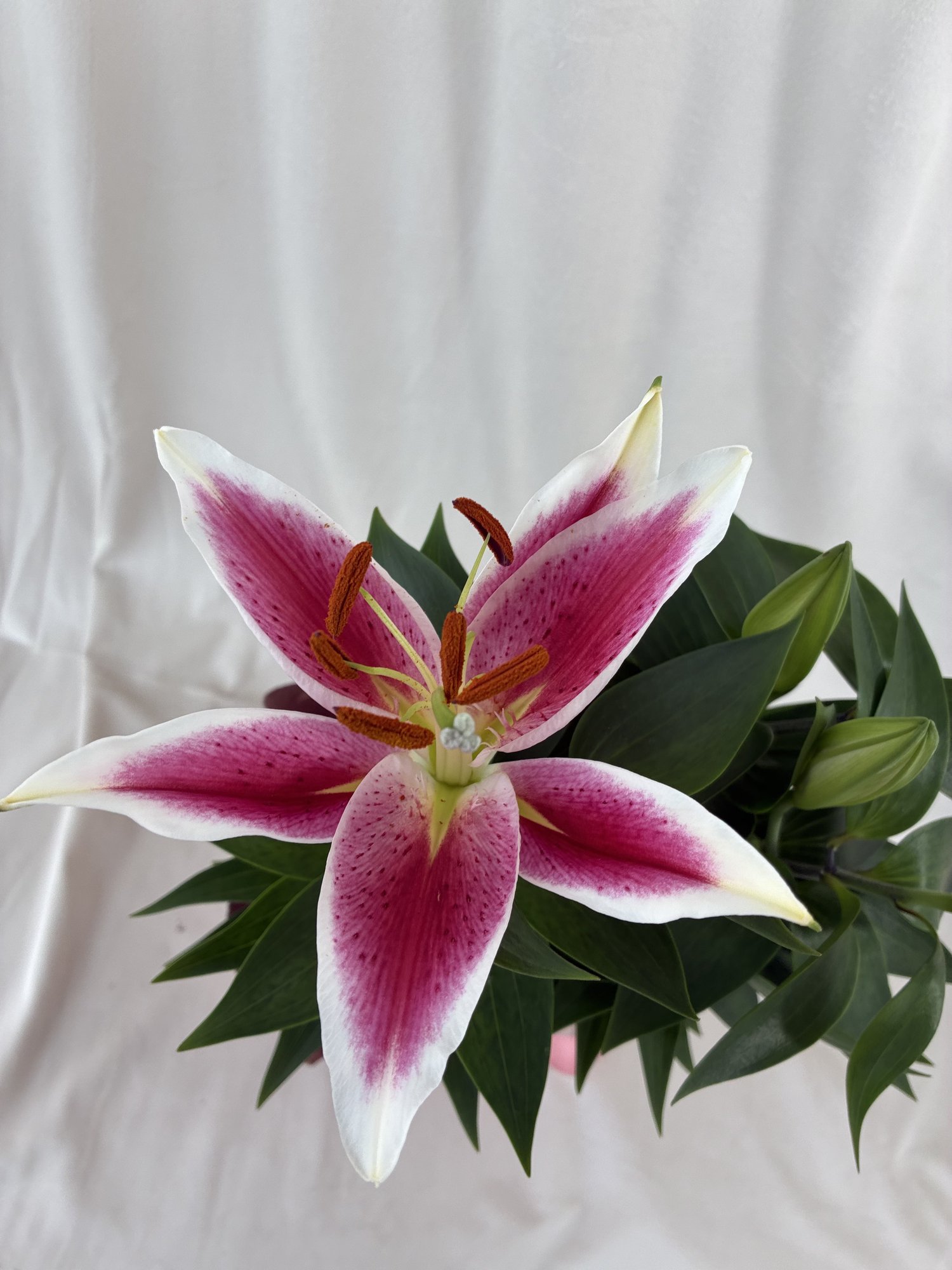 Stargazer Blush – Crin oriental roz în ghiveci, elegant și spectaculos