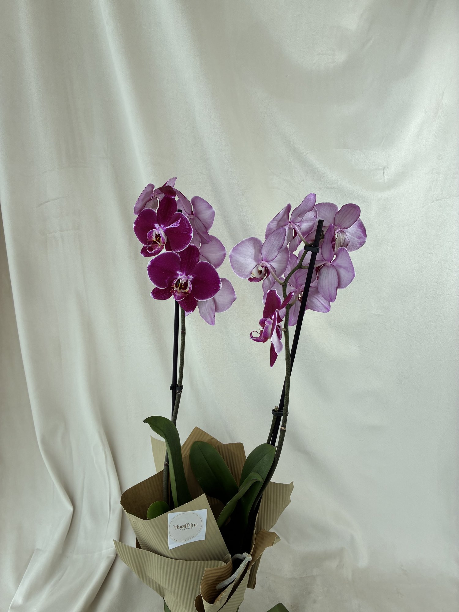 Orhidee Royal Amethyst – Orhidee Phalaenopsis Mov în Ghiveci, cu Două Tije Florale