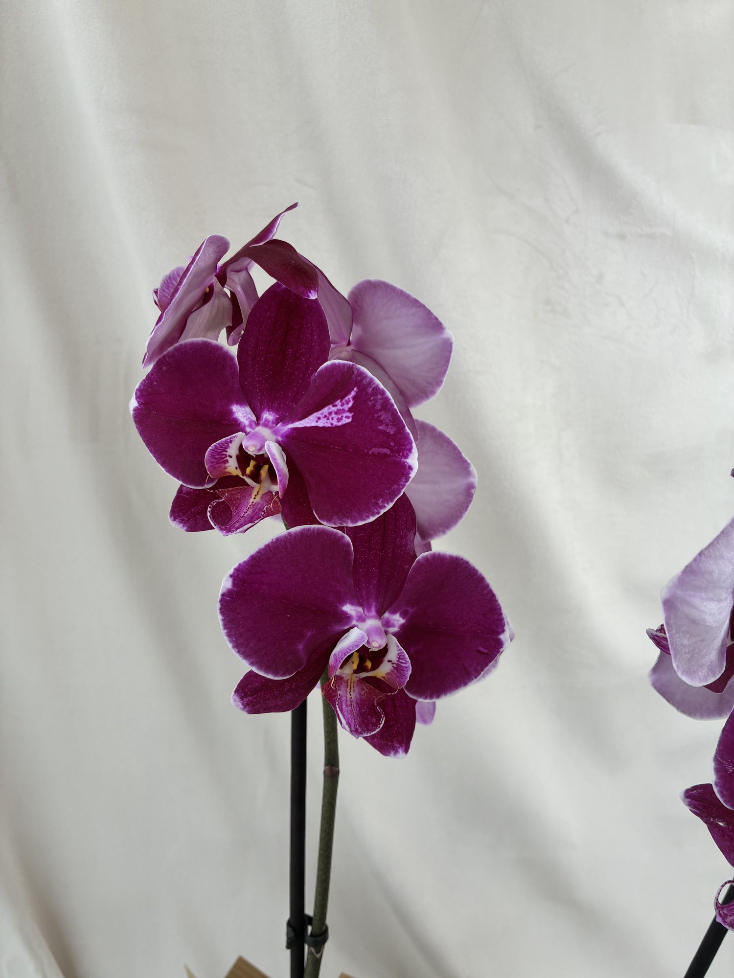 Orhidee Royal Amethyst – Orhidee Phalaenopsis Mov în Ghiveci, cu Două Tije Florale - imagine 2