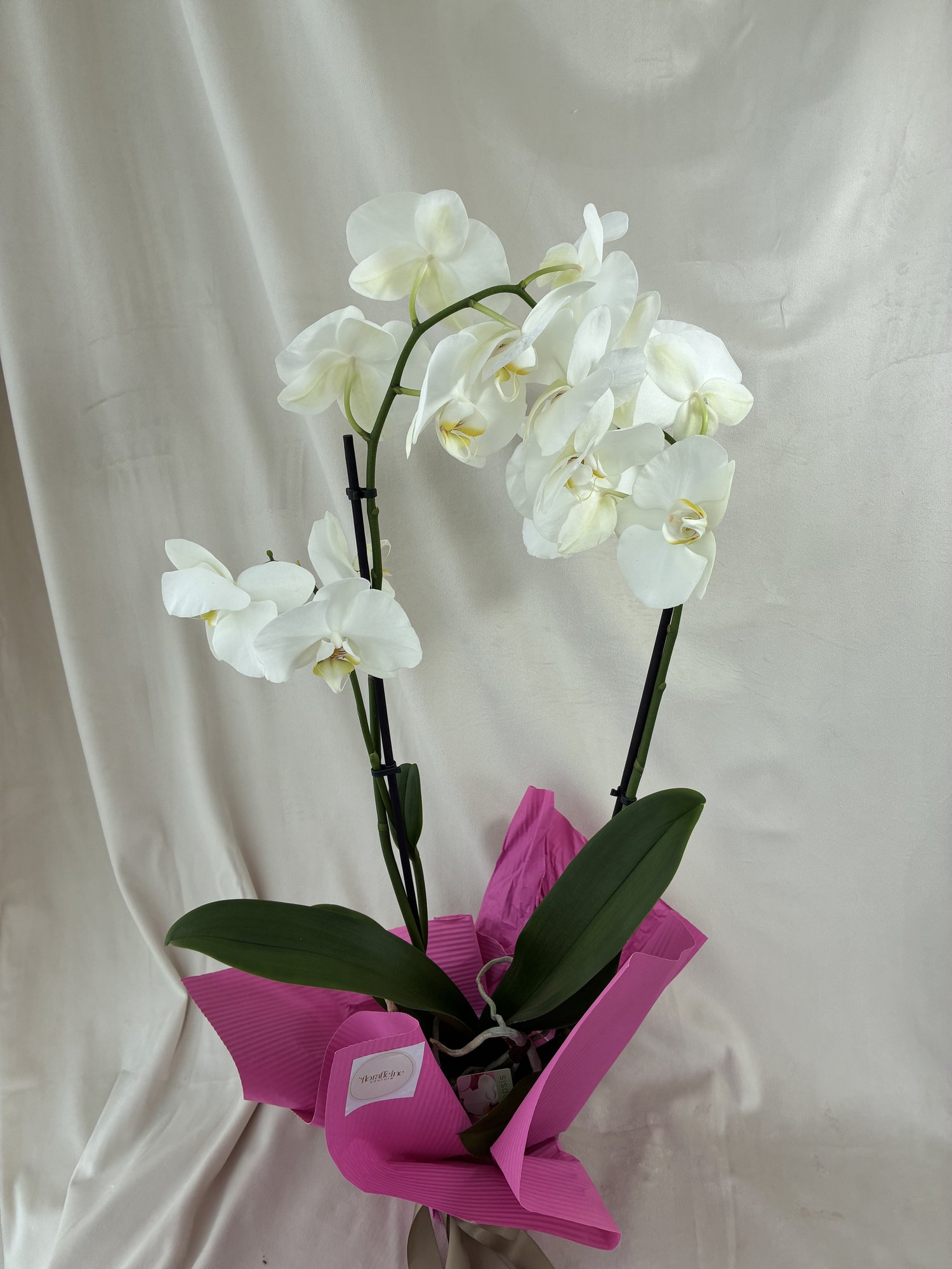 Snow Elegance – Orhidee Phalaenopsis Albă în Ghiveci, cu Flori Imaculate și Aspect Premium