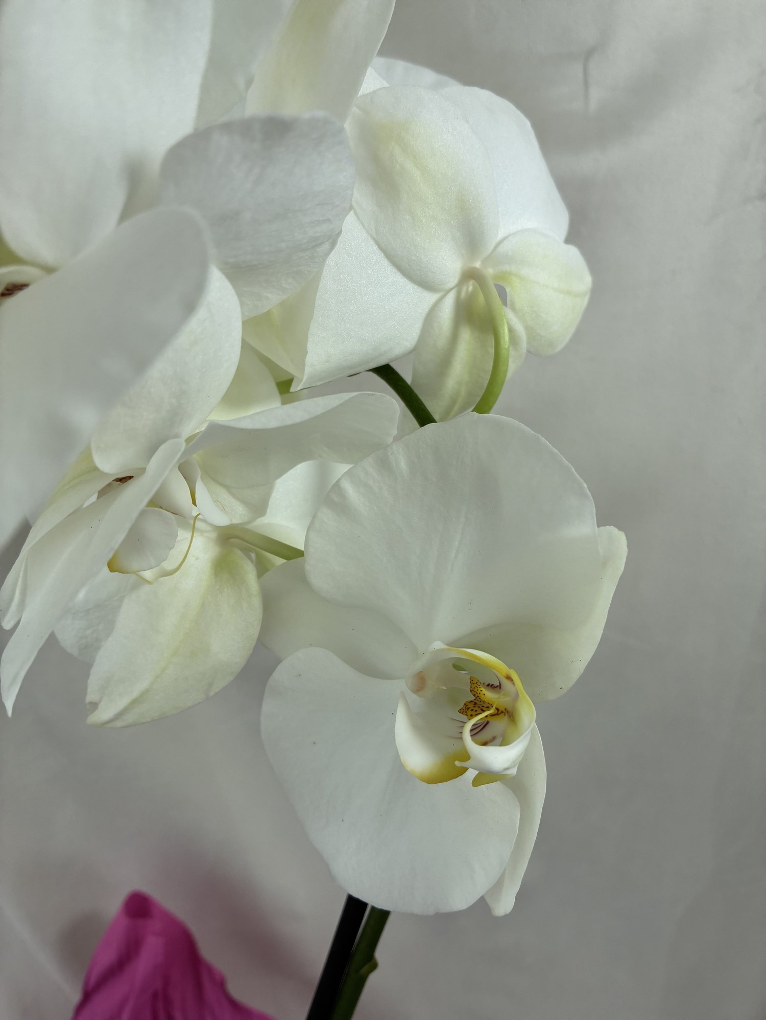 Snow Elegance – Orhidee Phalaenopsis Albă în Ghiveci, cu Flori Imaculate și Aspect Premium - imagine 2