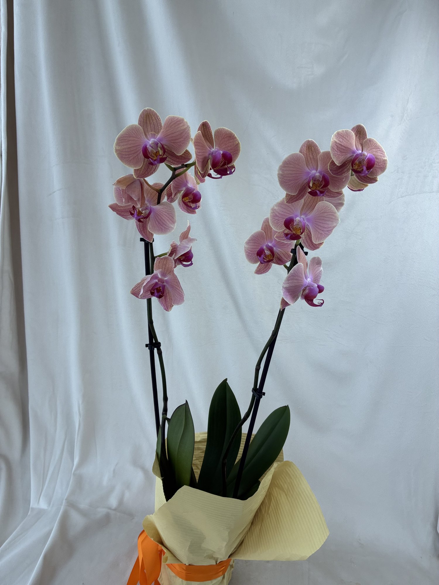 Peach Harmony – Orhidee Phalaenopsis Somon în Ghiveci, cu Două Tije Florale Elegante