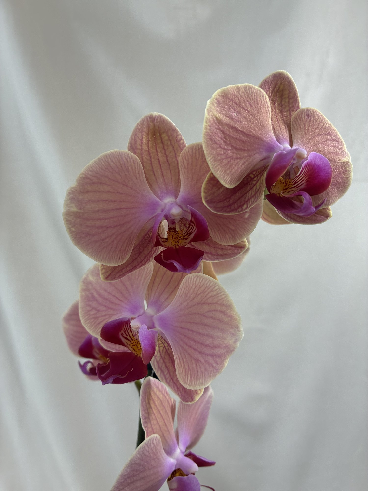 Peach Harmony – Orhidee Phalaenopsis Somon în Ghiveci, cu Două Tije Florale Elegante - imagine 2