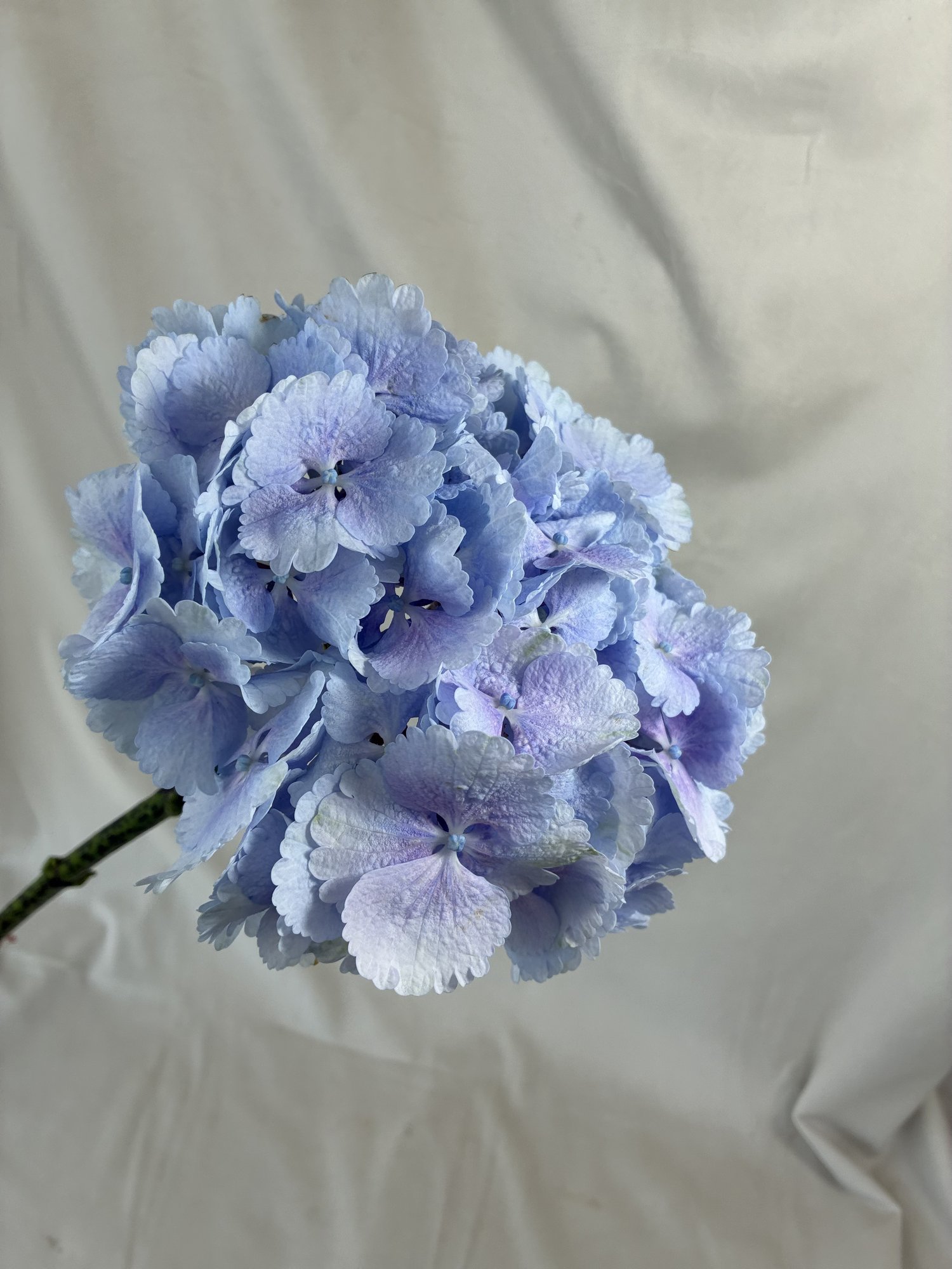 Hortensie alnastra