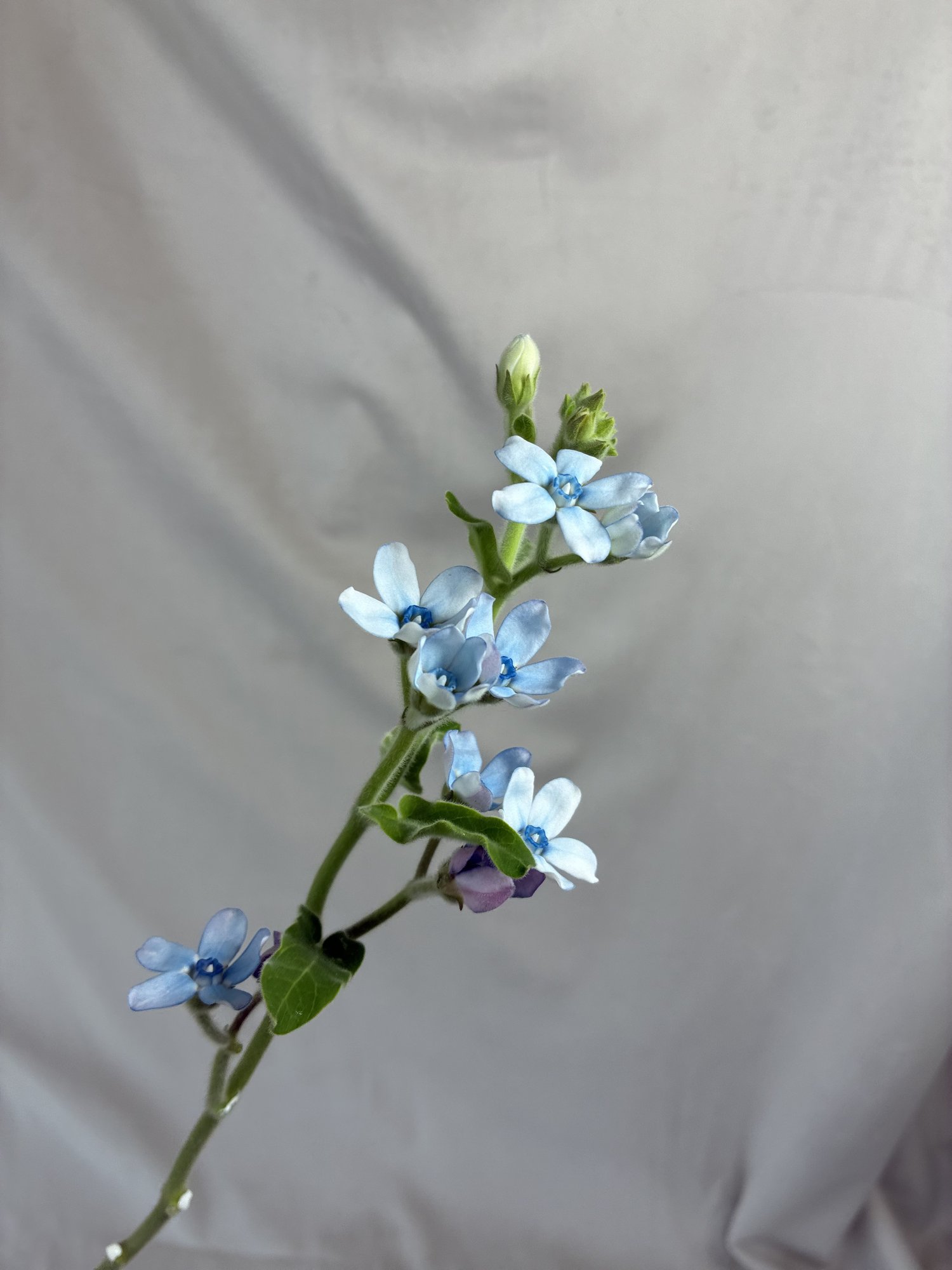 Oxypetalum