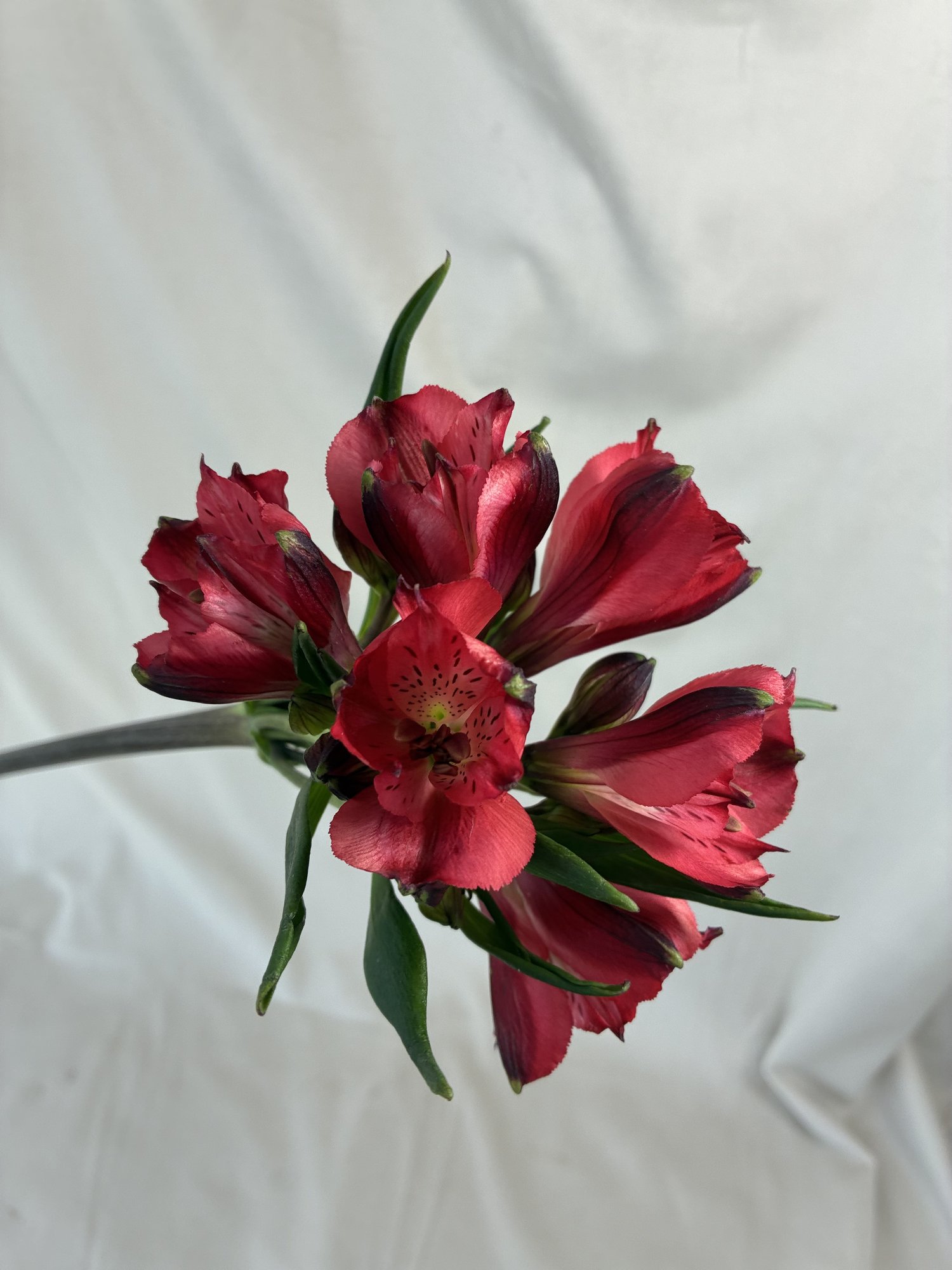 Alstromenia