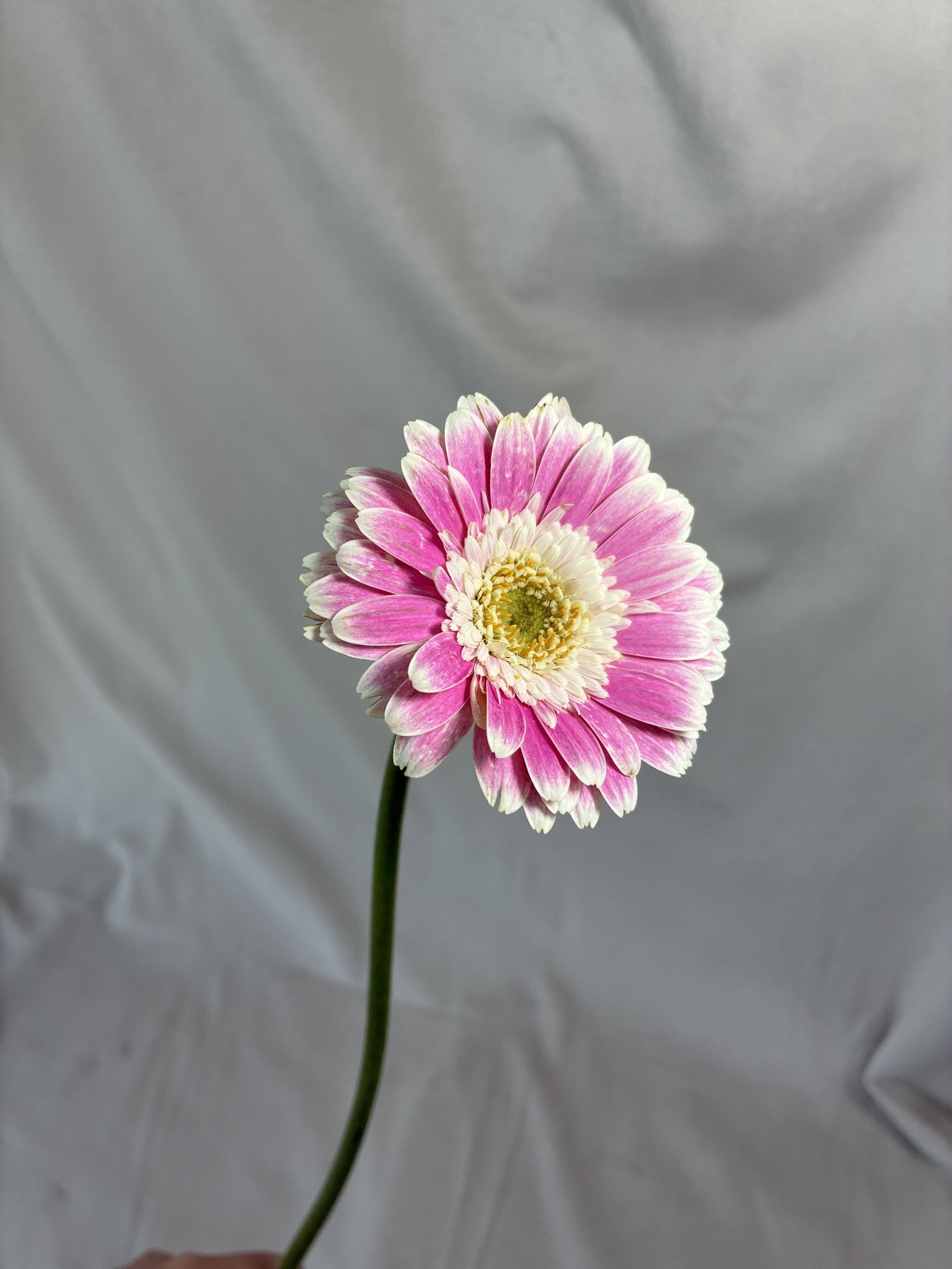 Gerbera roz