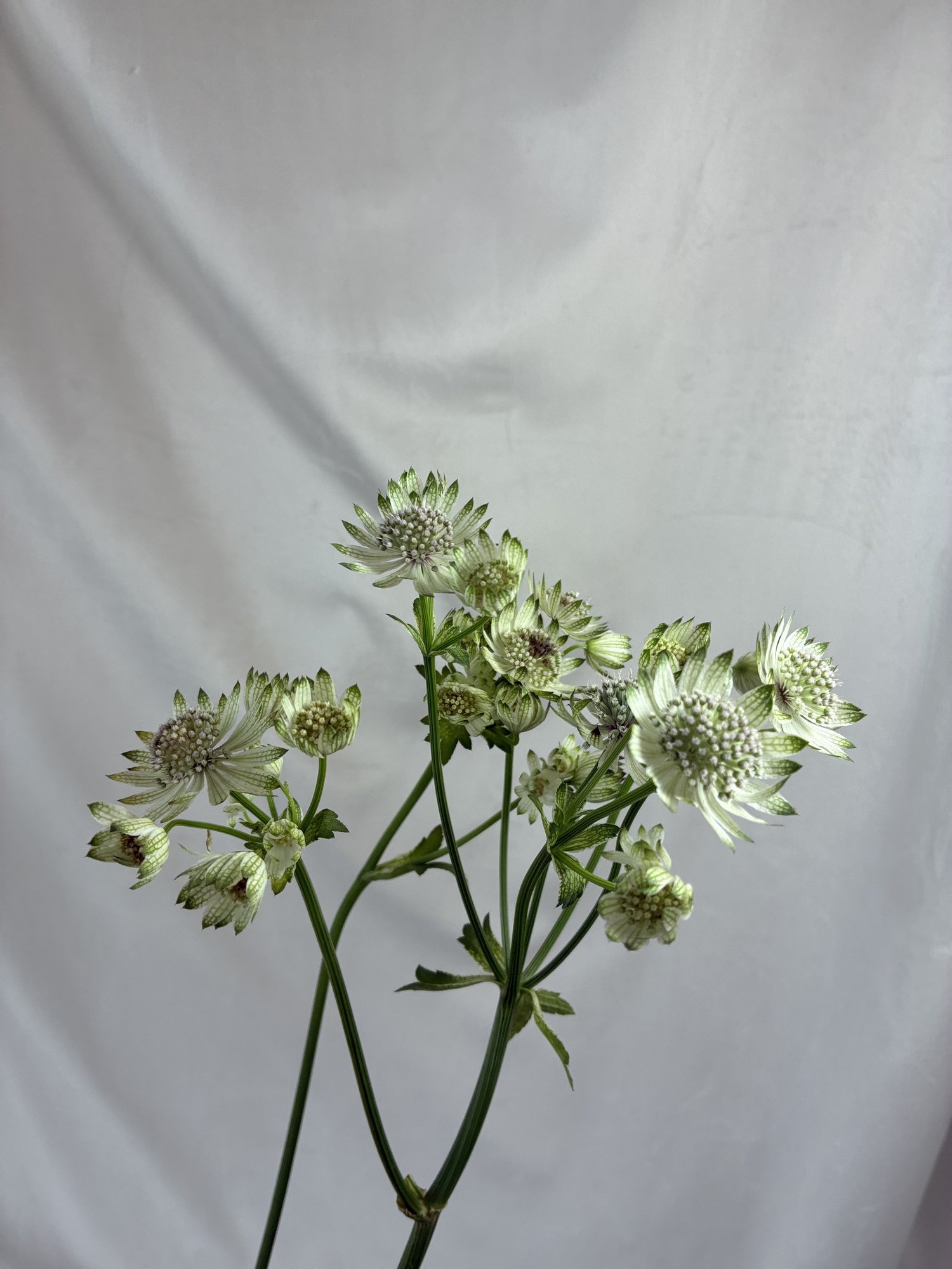 Astrahtia
