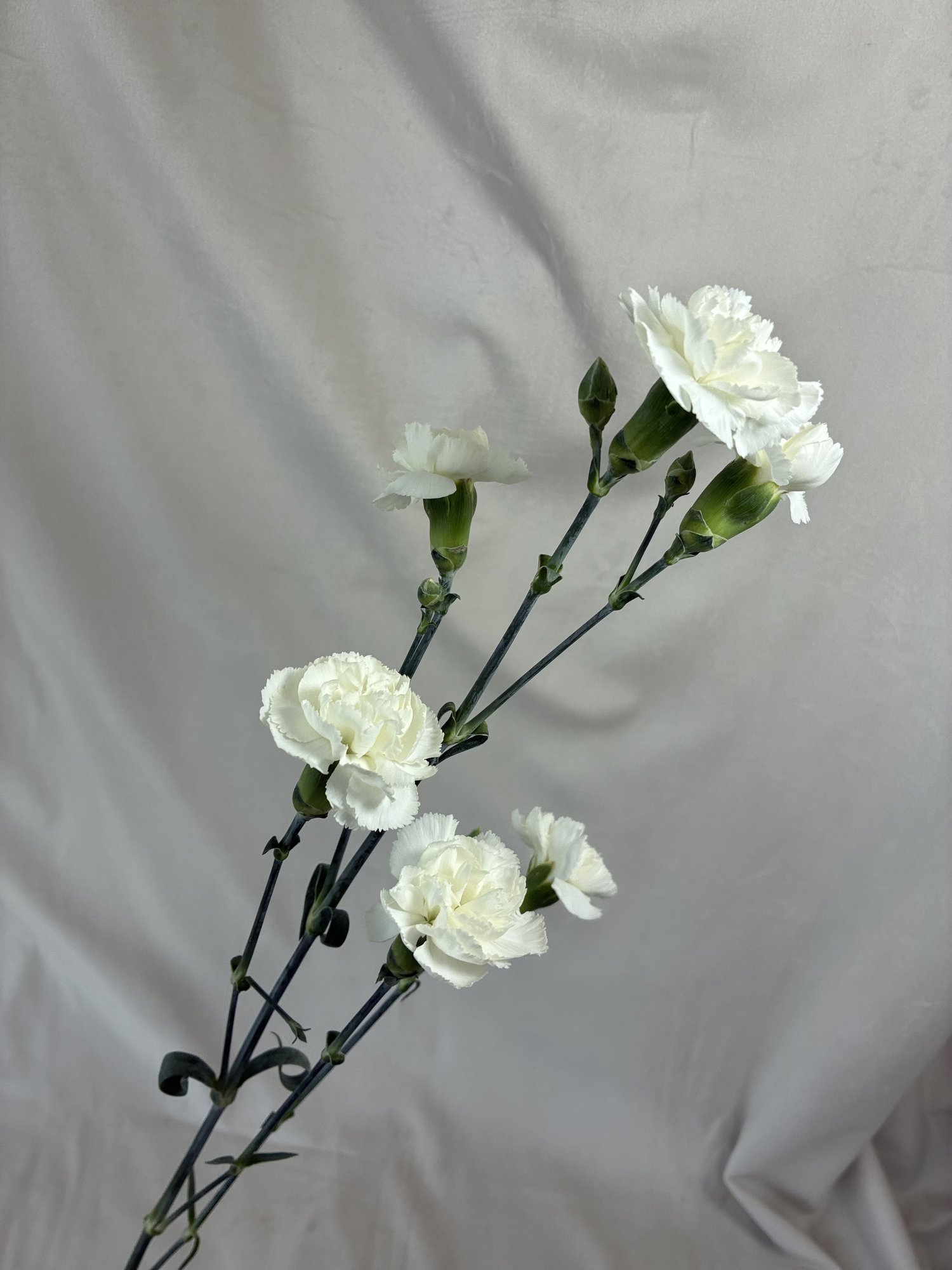 Garoafa alba