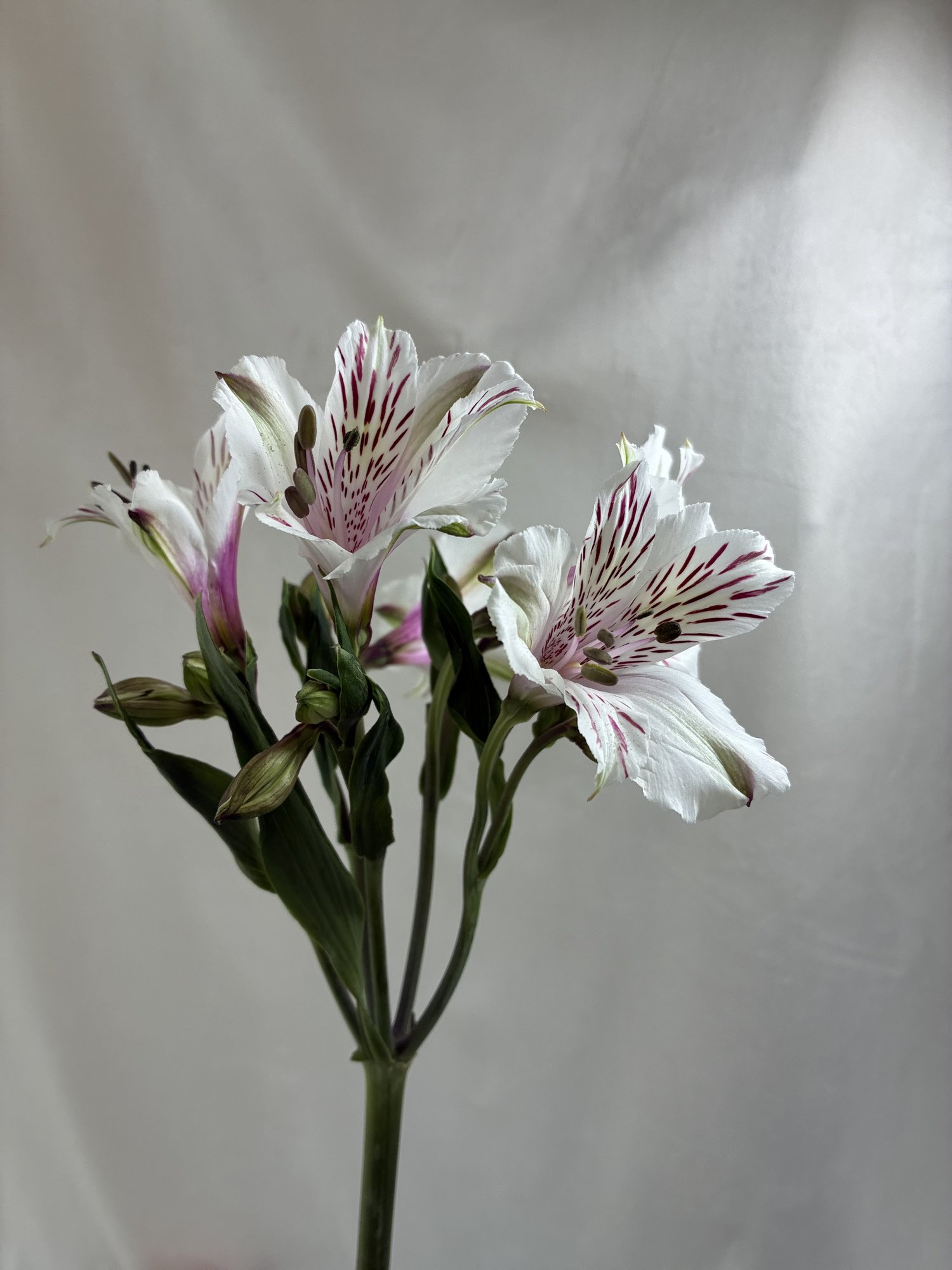 Alstromenia
