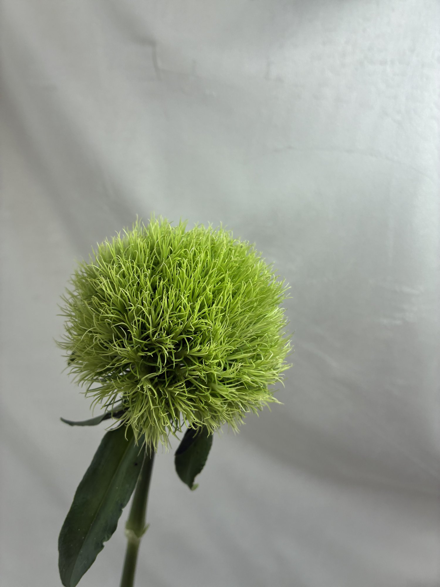 Garoafa verde