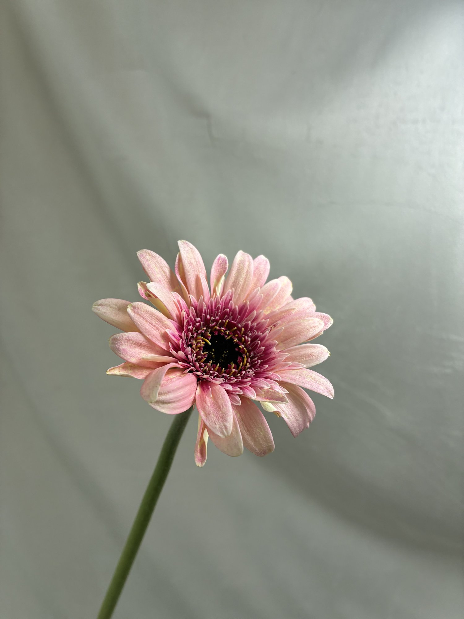 Mini gerbera
