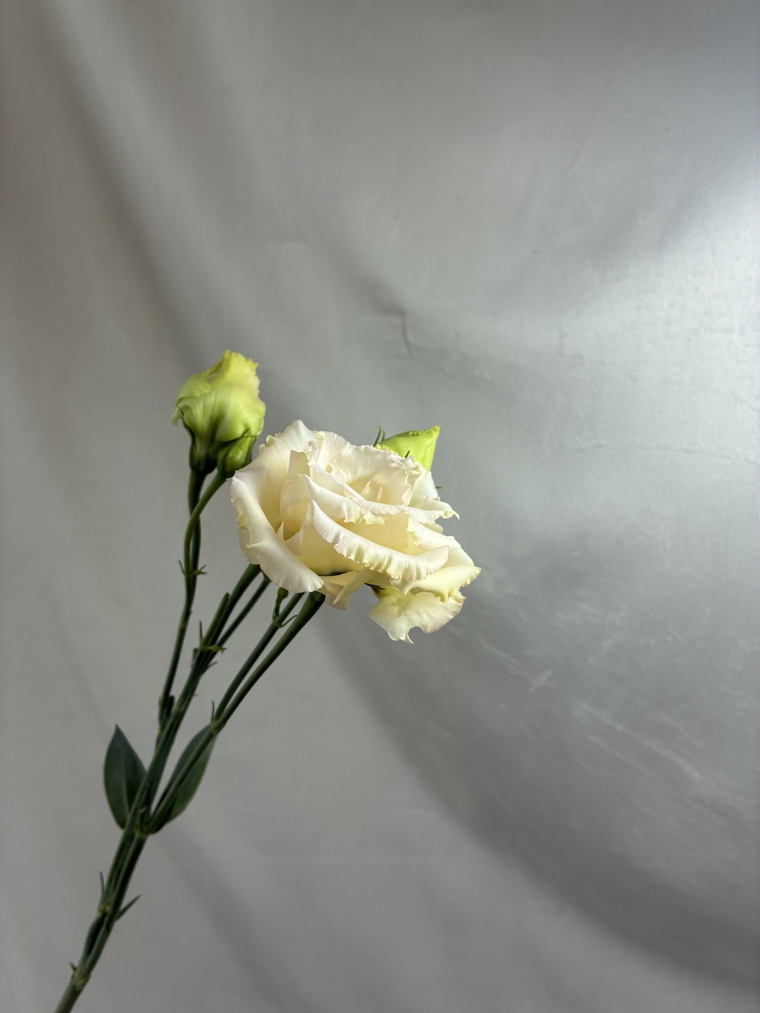 Eustoma Roz