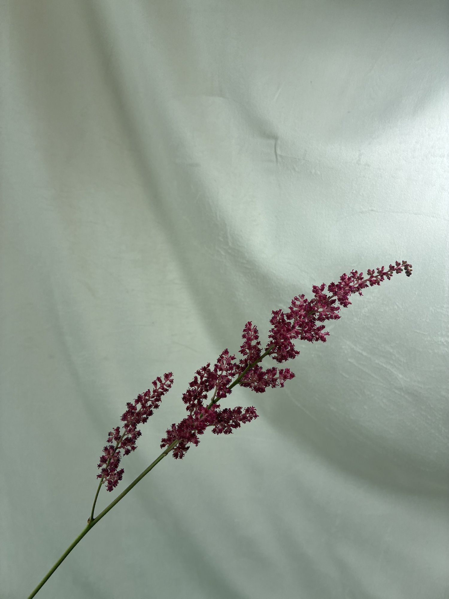 Astilbe roz