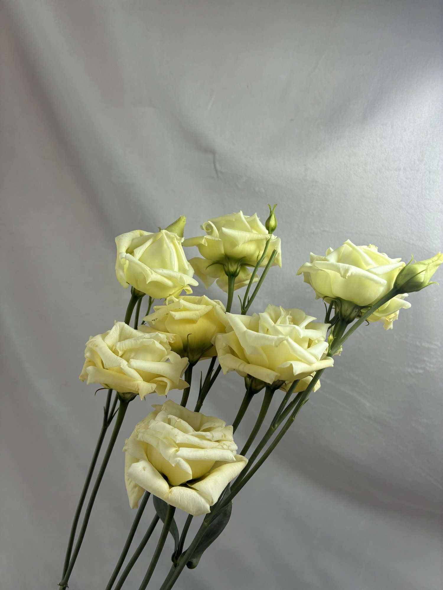 Eustoma alba