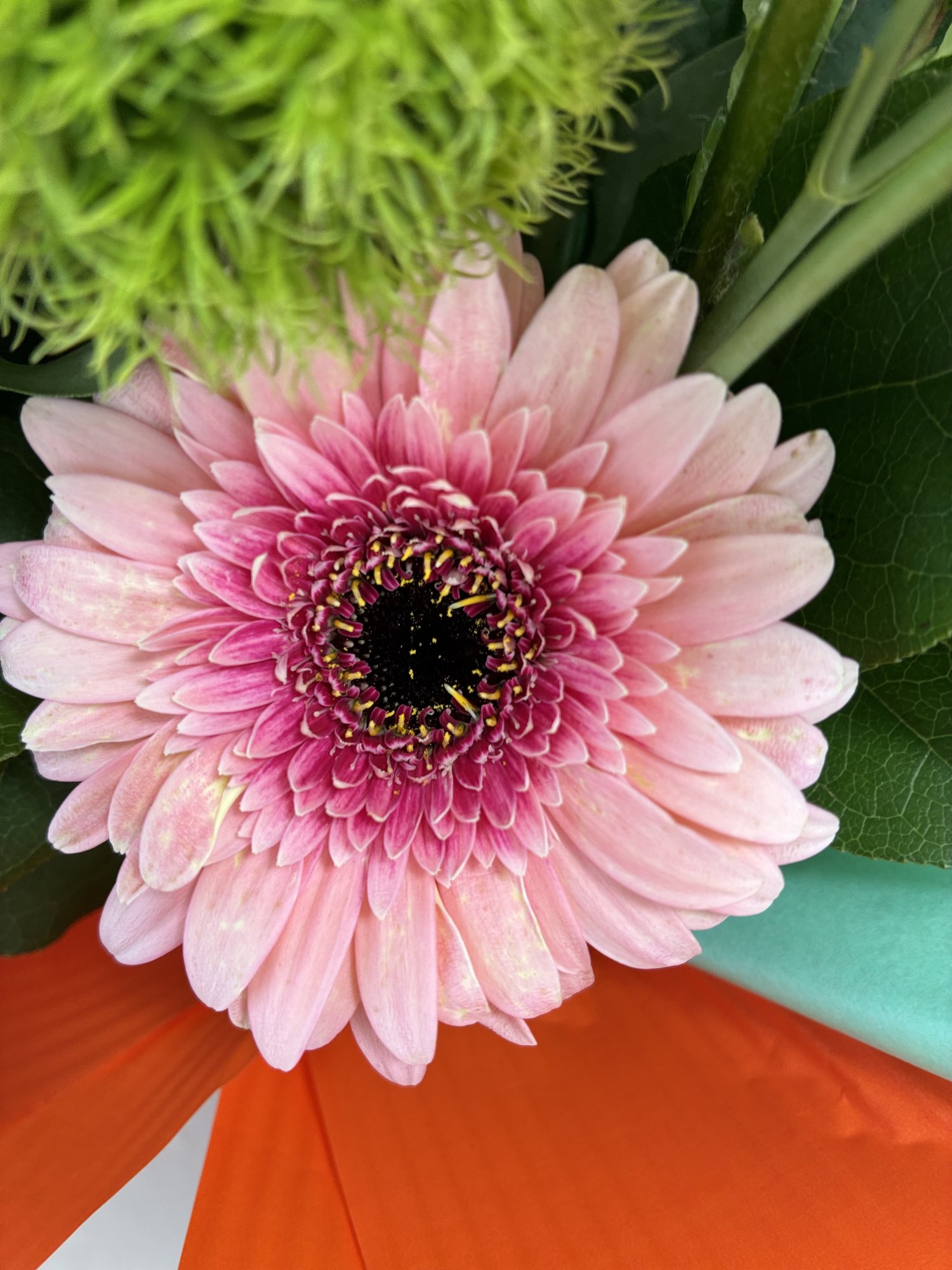Citrus Charm – Buchet Fresh cu Gerbera Roz, Dianthus Verde și Eustoma Albă - Imagine 3