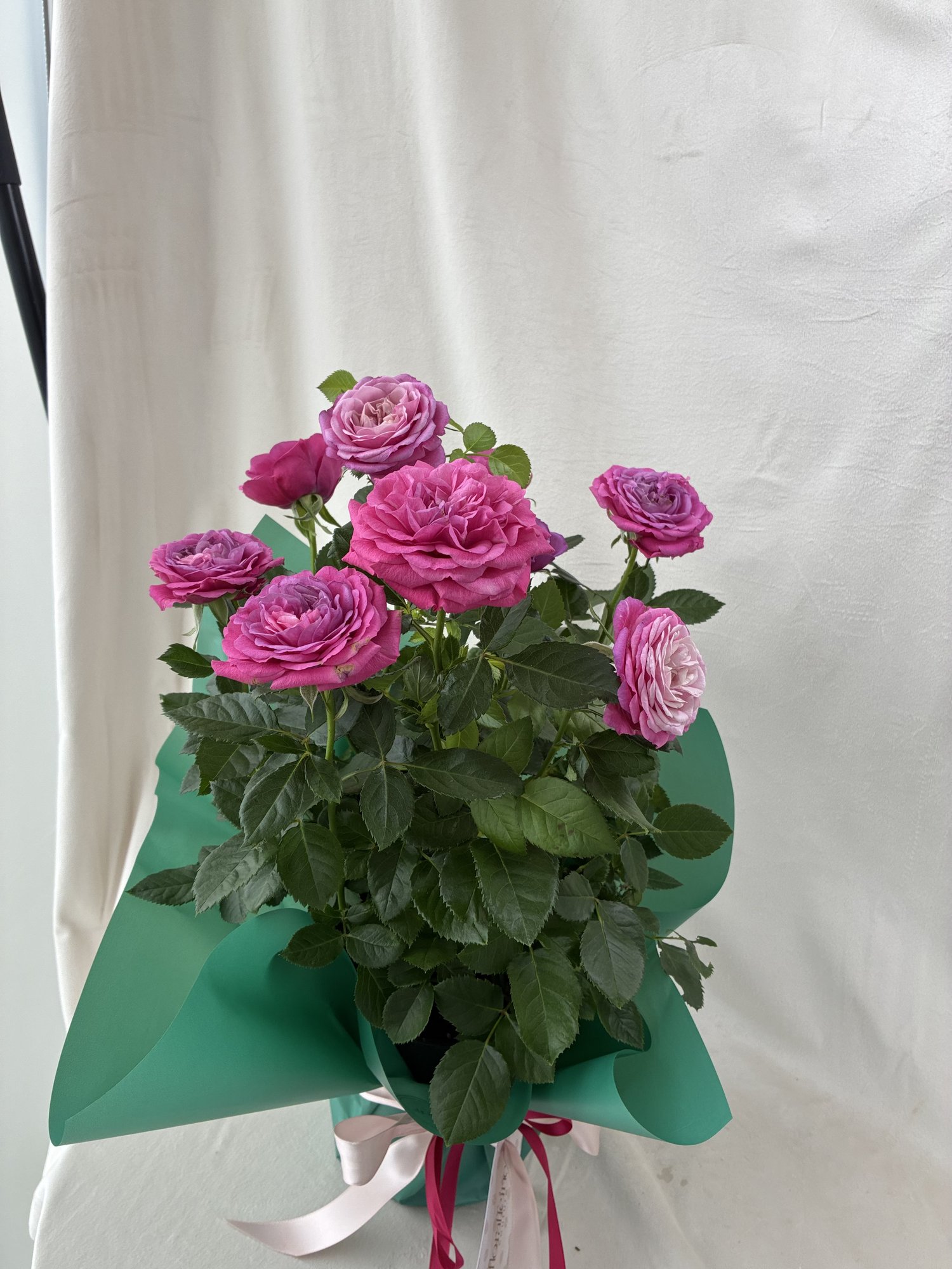 Rosé Charm – Trandafir Pitic Roz în Ghiveci, Cadou Elegant și Plin de Culoar