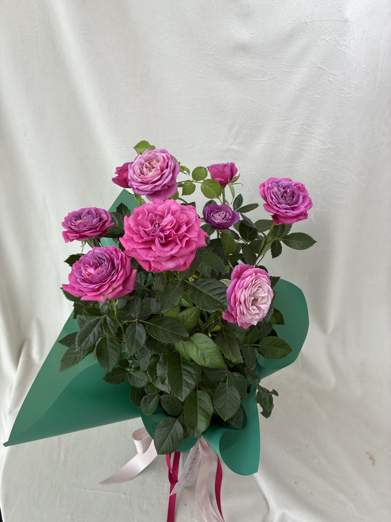 Rosé Charm – Trandafir Pitic Roz în Ghiveci, Cadou Elegant și Plin de Culoar - imagine 3