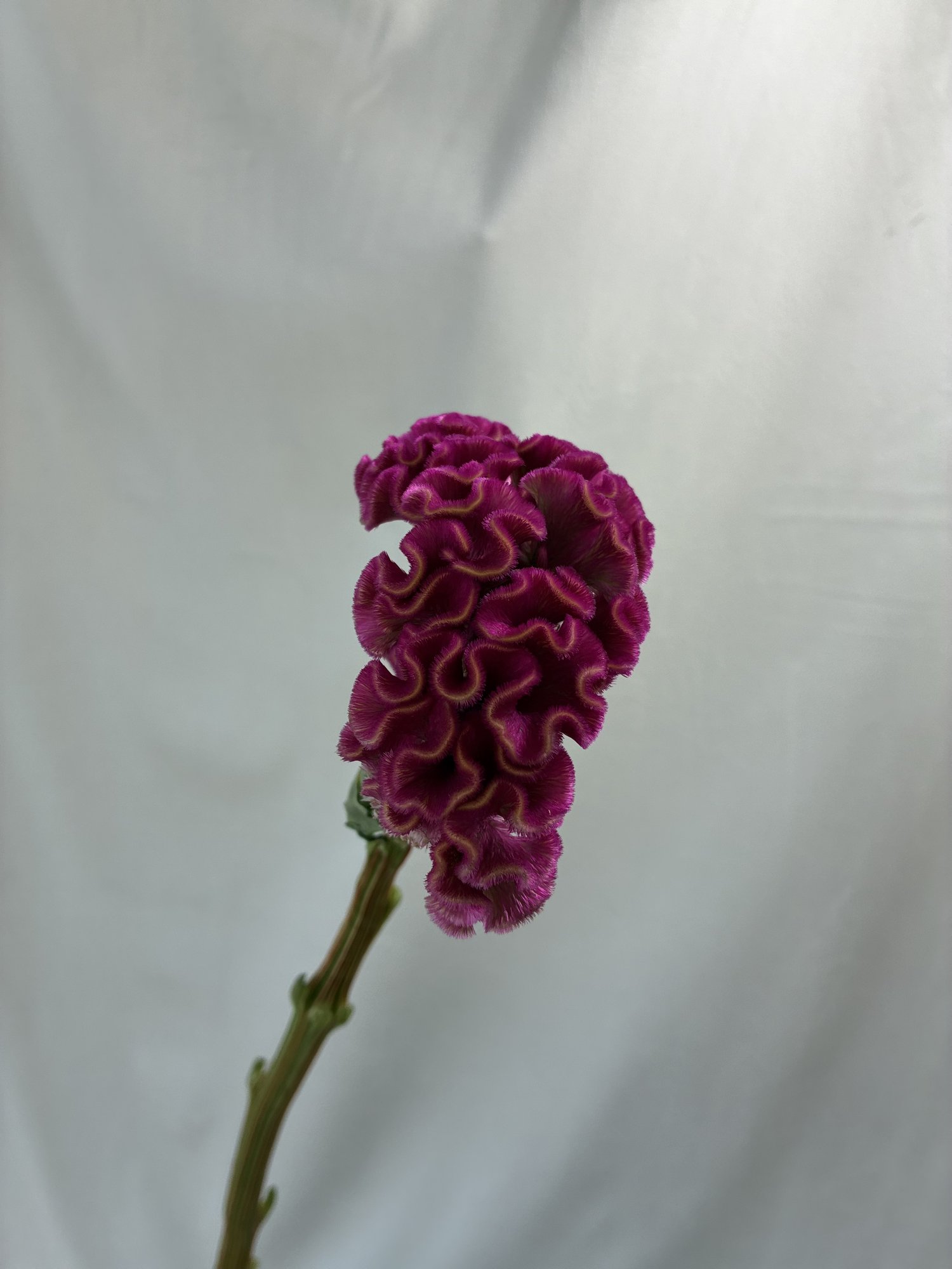 Celosia C Act Rima
