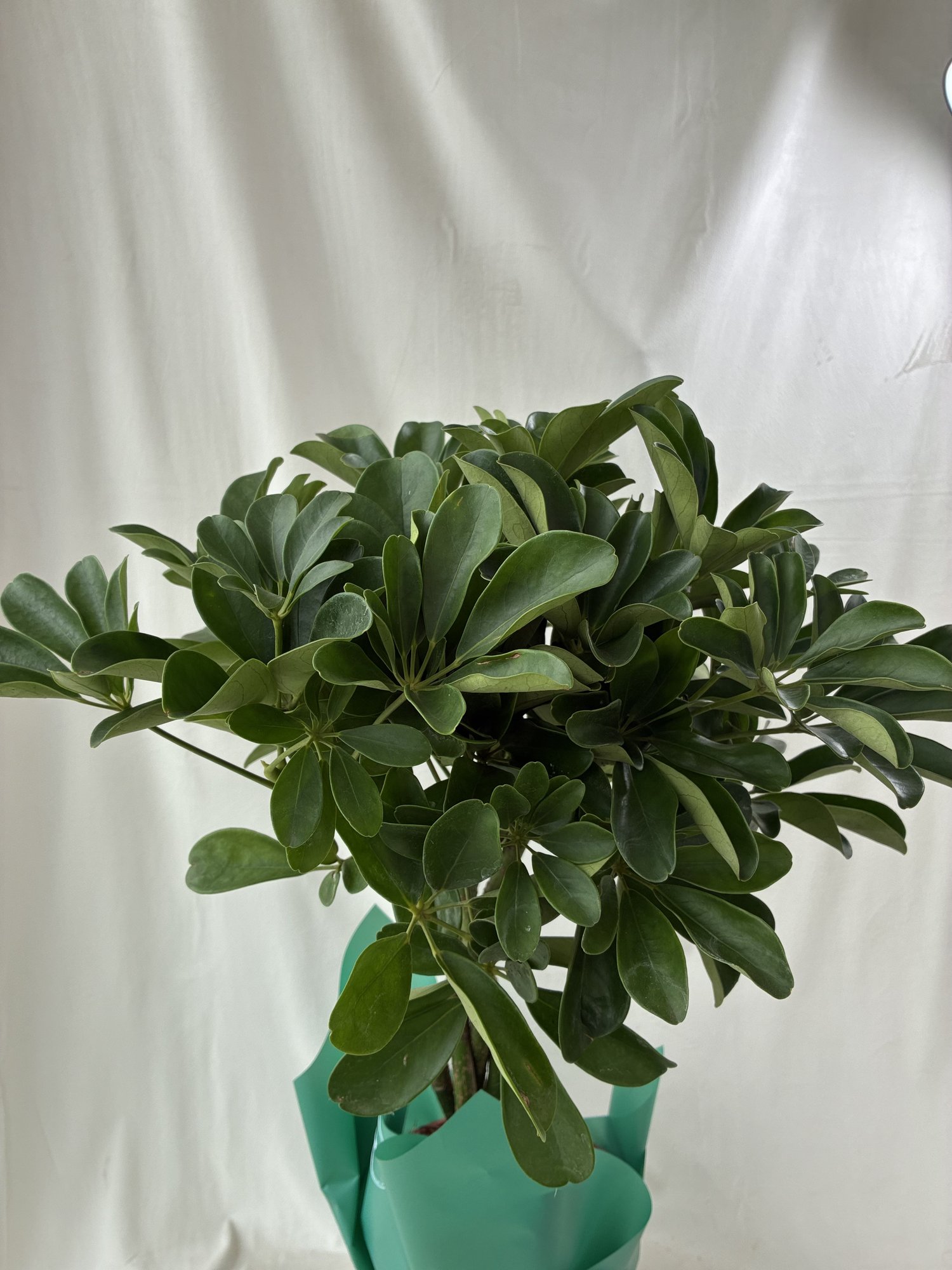 Schefflera Arboricola – Plantă de Interior Verde și Ușor de Întreținut