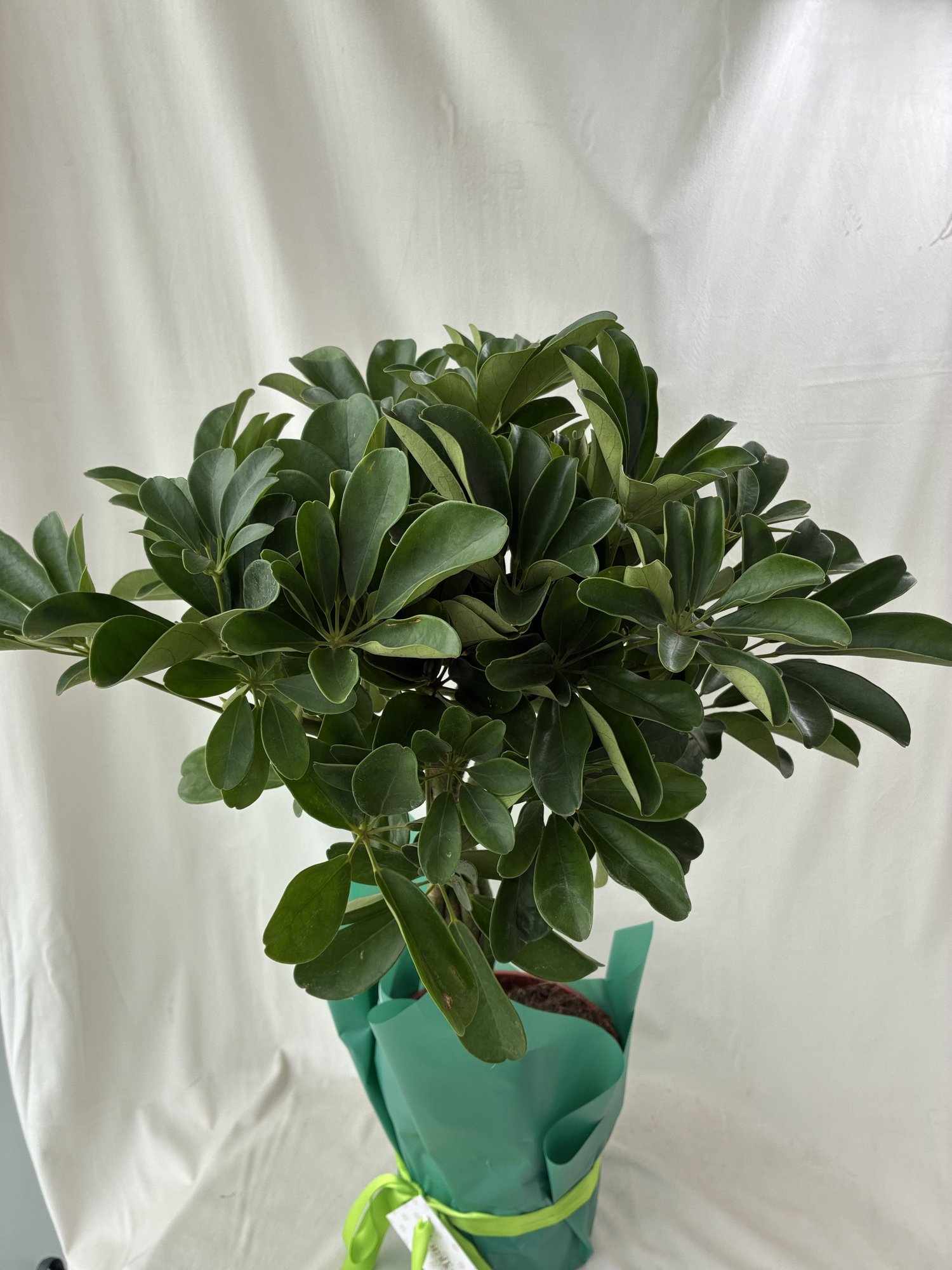 Schefflera Arboricola – Plantă de Interior Verde și Ușor de Întreținut - imagine 2