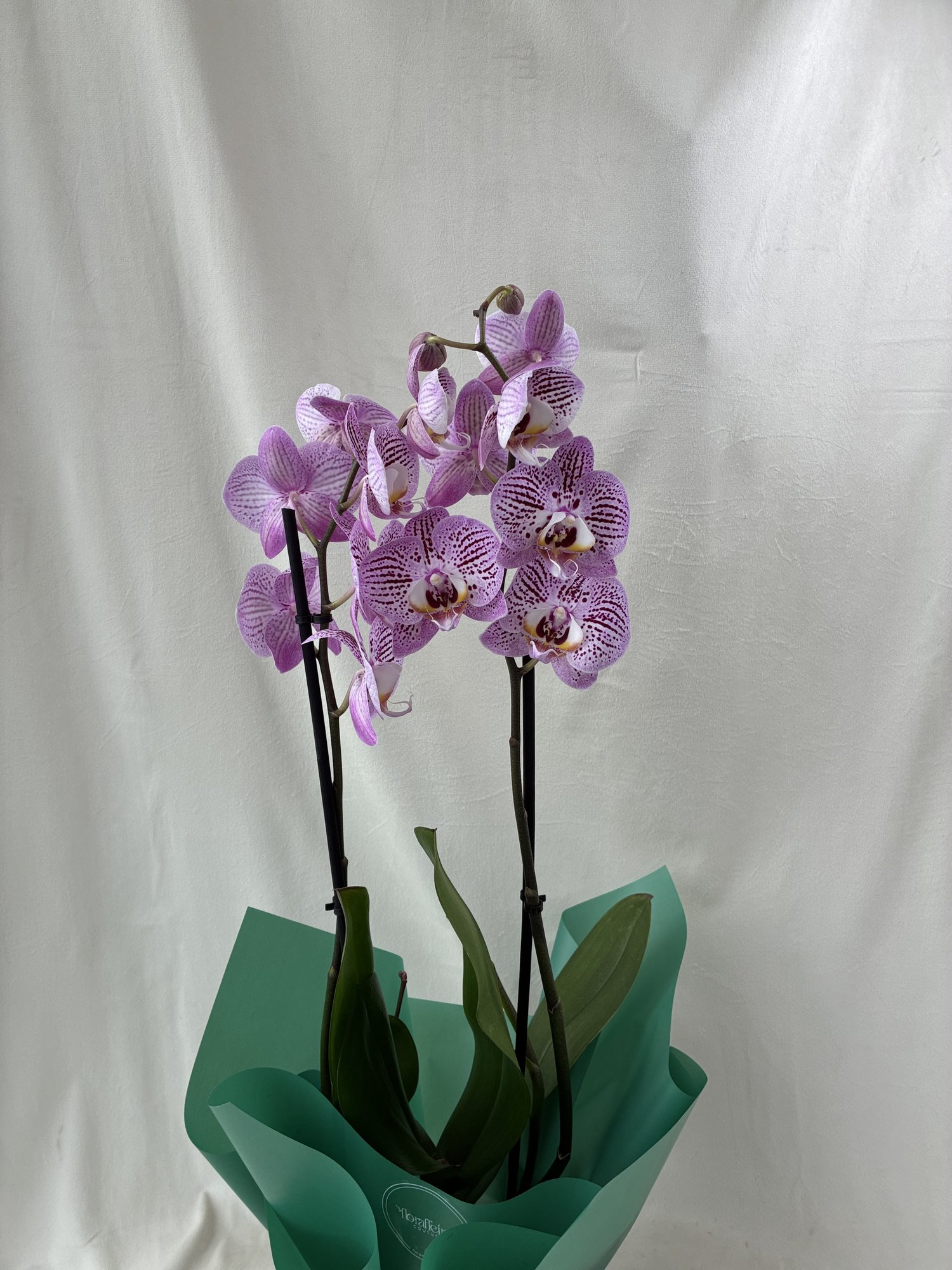 Orhidee Phalaenopsis Roz cu 2 Tije – Plantă de Interior Elegantă