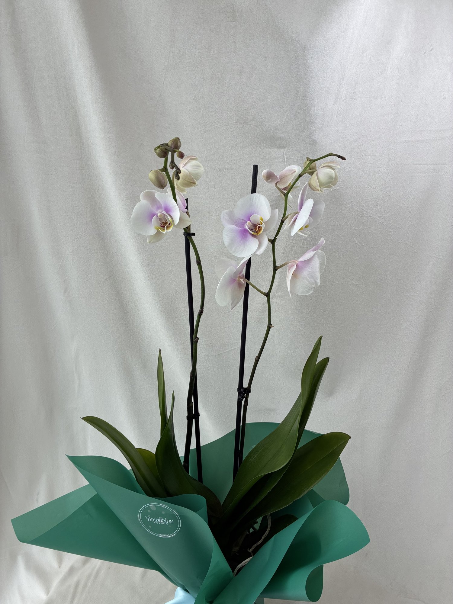 Orhidee Phalaenopsis Albă cu 2 Tije – Plantă de Interior Elegantă