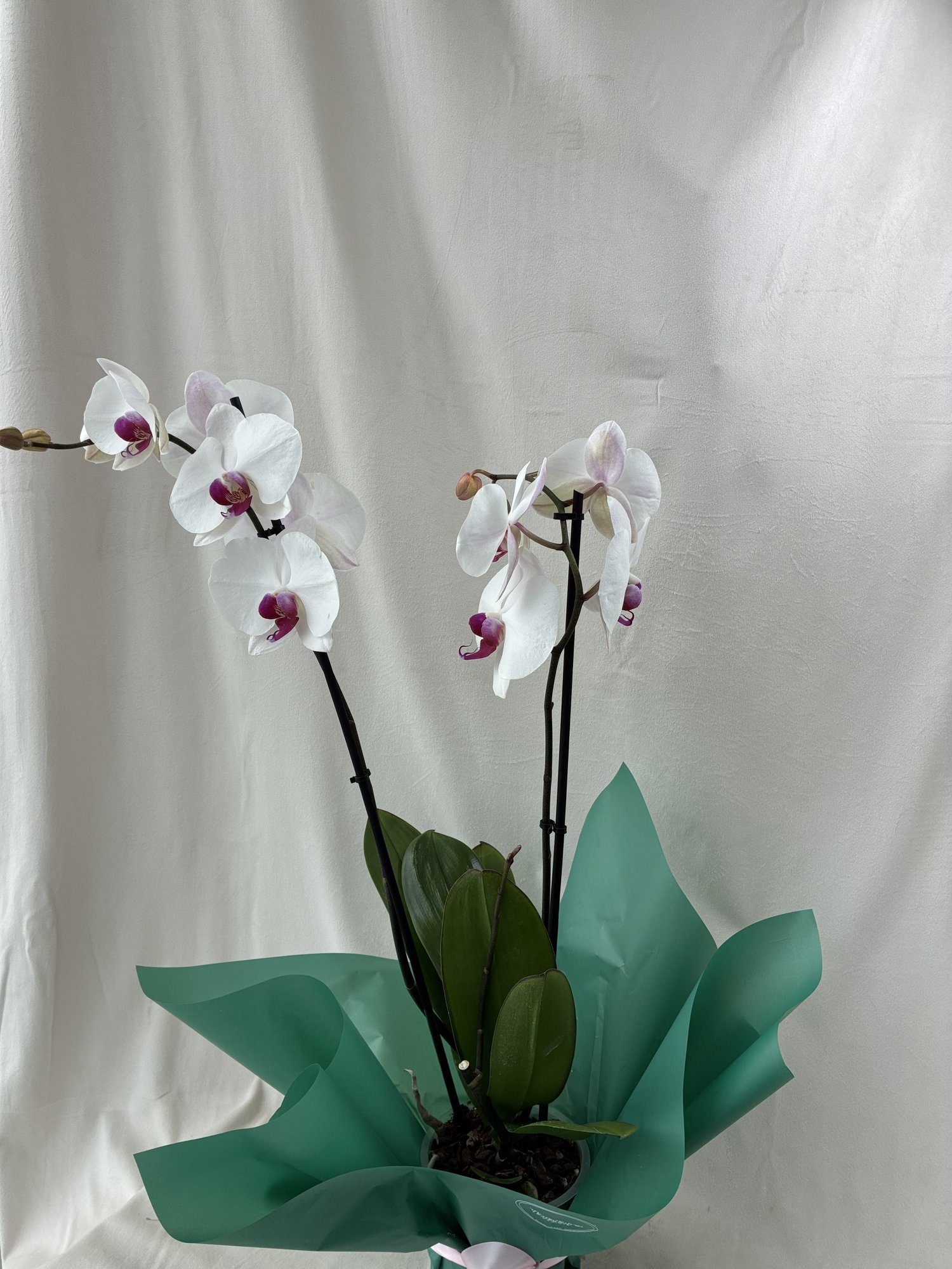 Orhidee Phalaenopsis Albă cu 2 Tije – Plantă de Interior Elegantă și Ușor de Întreținut