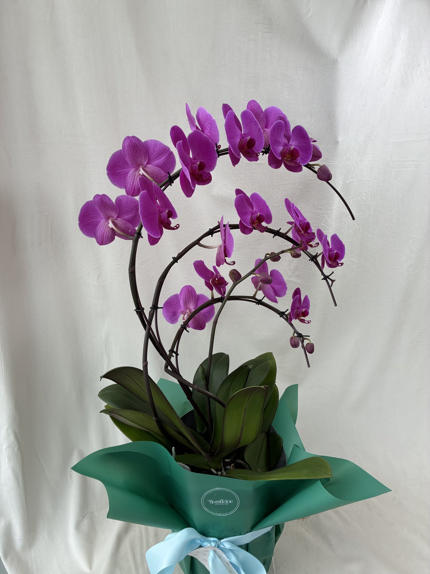 Orhidee Phalaenopsis Premium Mov cu 5 Tije – Orhidee Spectaculoasă pentru Cadouri Elegante