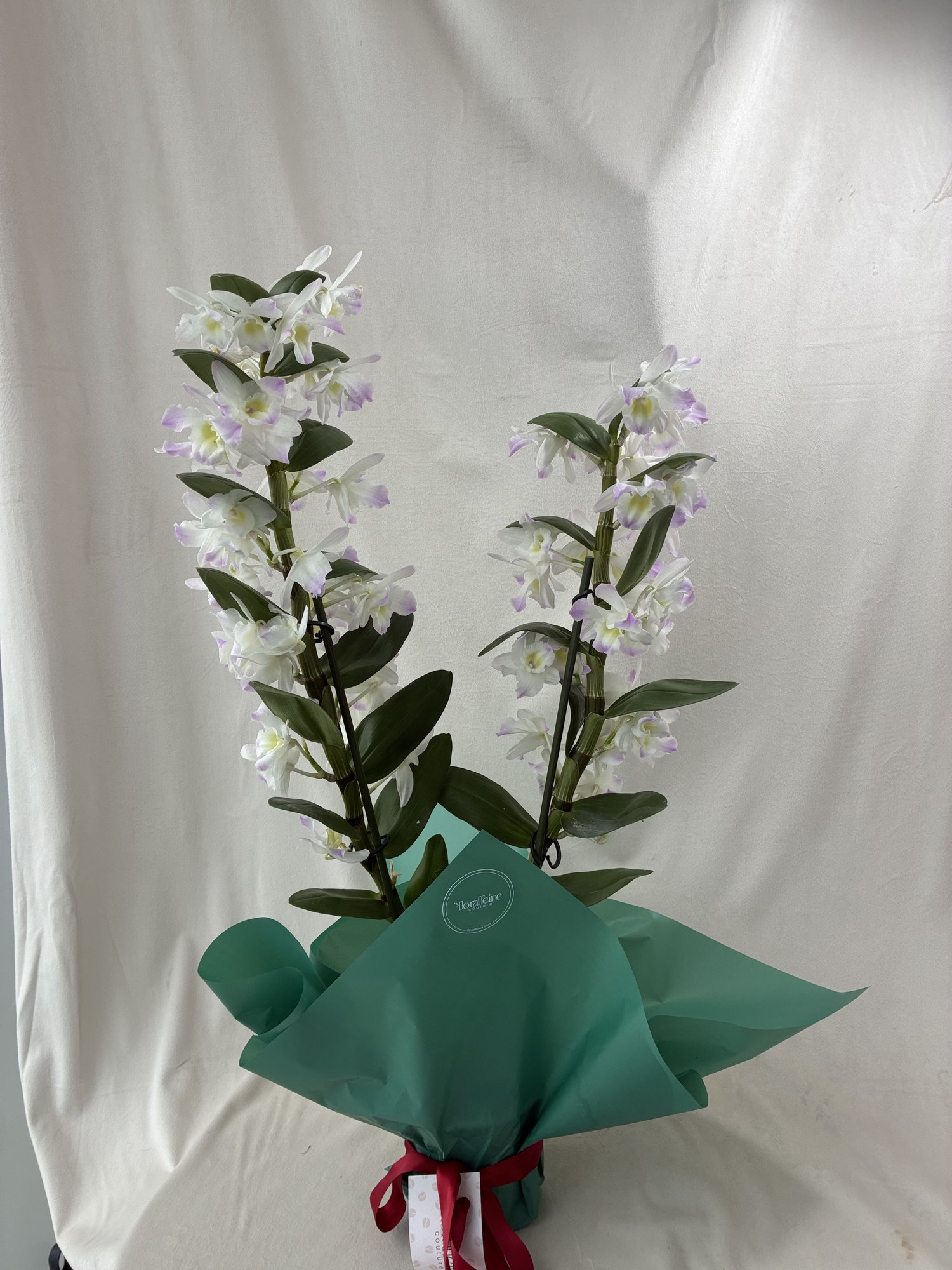 Orhidee Dendrobium Albă Premium cu 2 Tije – Eleganță Naturală pentru Orice Ocazie